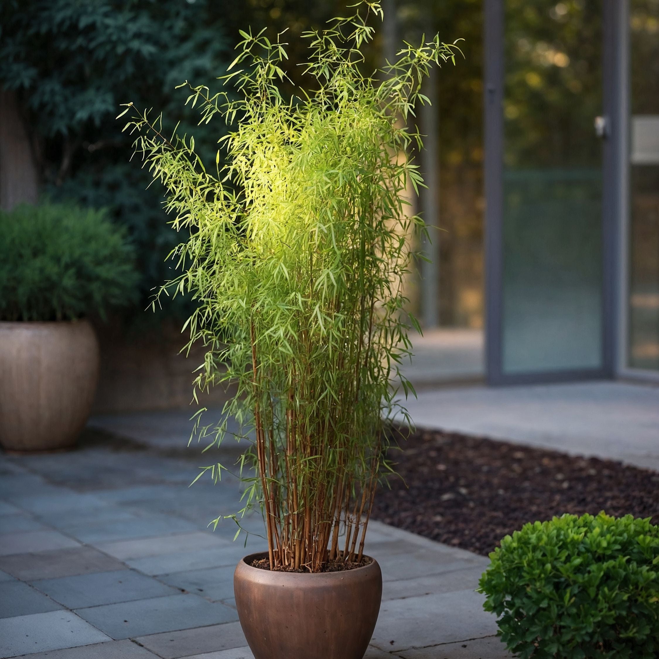 Sort bambus - Sæt med 2 - Fargesia nitida 'Red Dragon'