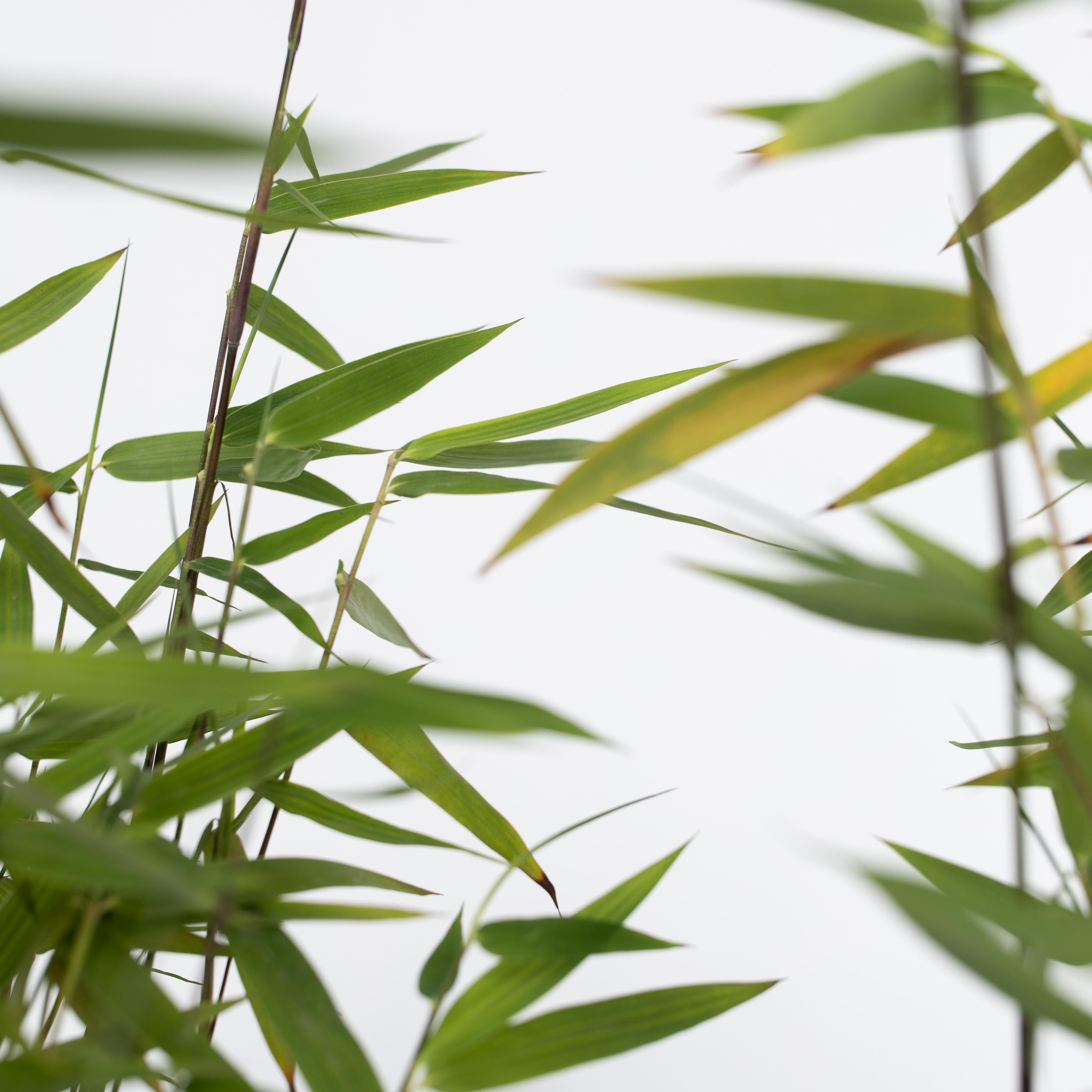 Sort bambus - Sæt med 2 - Fargesia nitida 'Red Dragon'