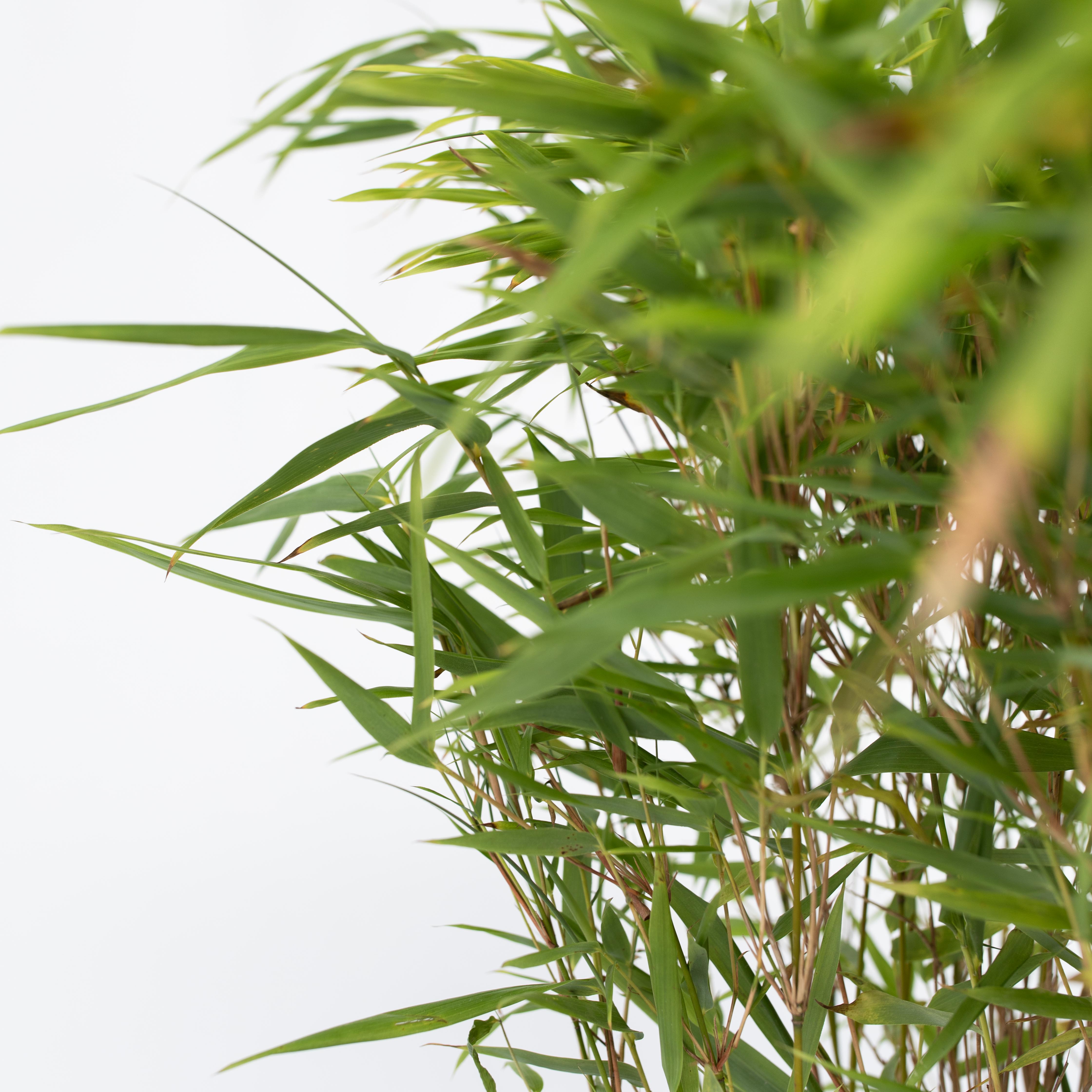 Sort bambus - Sæt med 2 - Fargesia nitida 'Gansu'