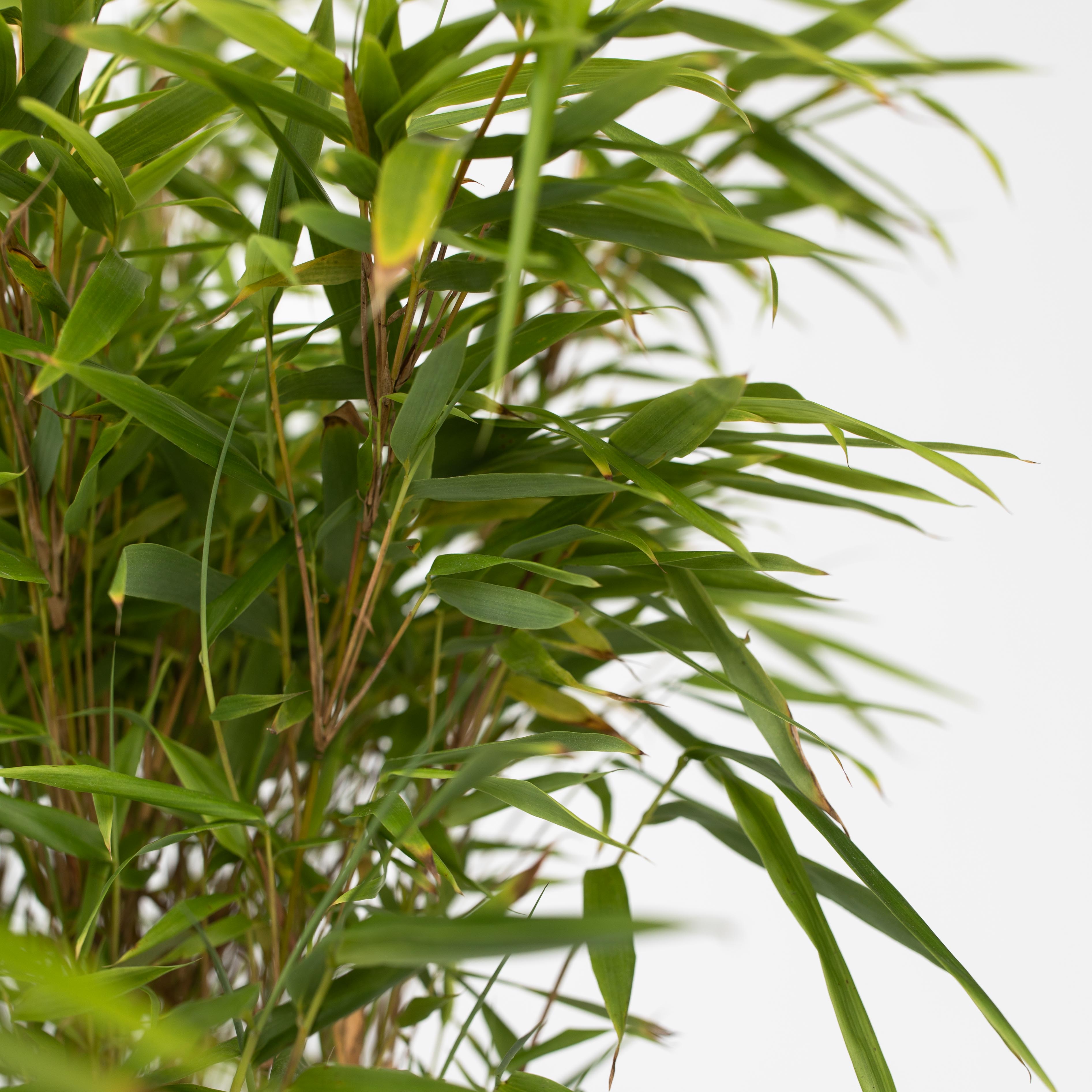 Sort bambus - Sæt med 2 - Fargesia nitida 'Gansu'