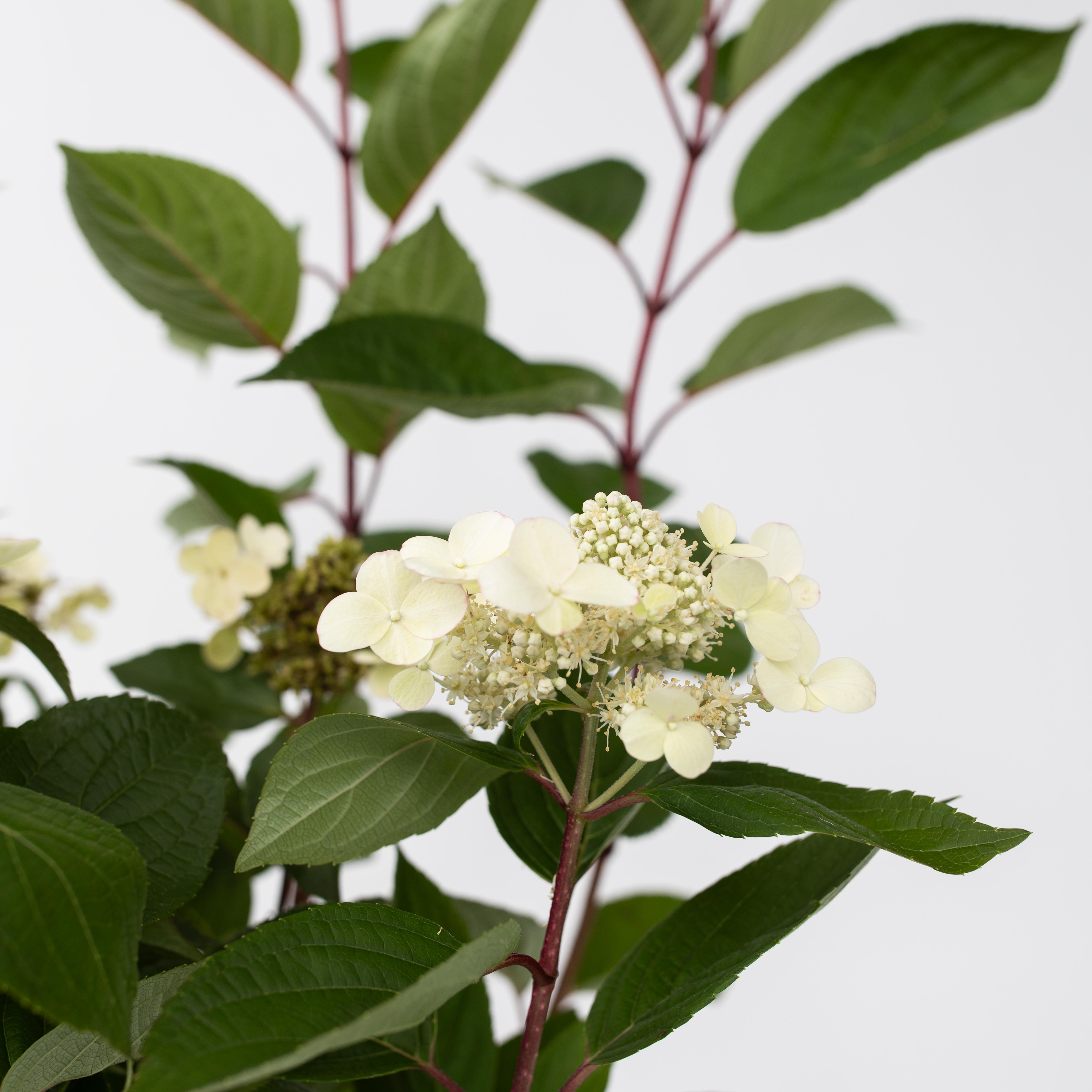 Hortensia - Hydrangea paniculata 'Early Harry'