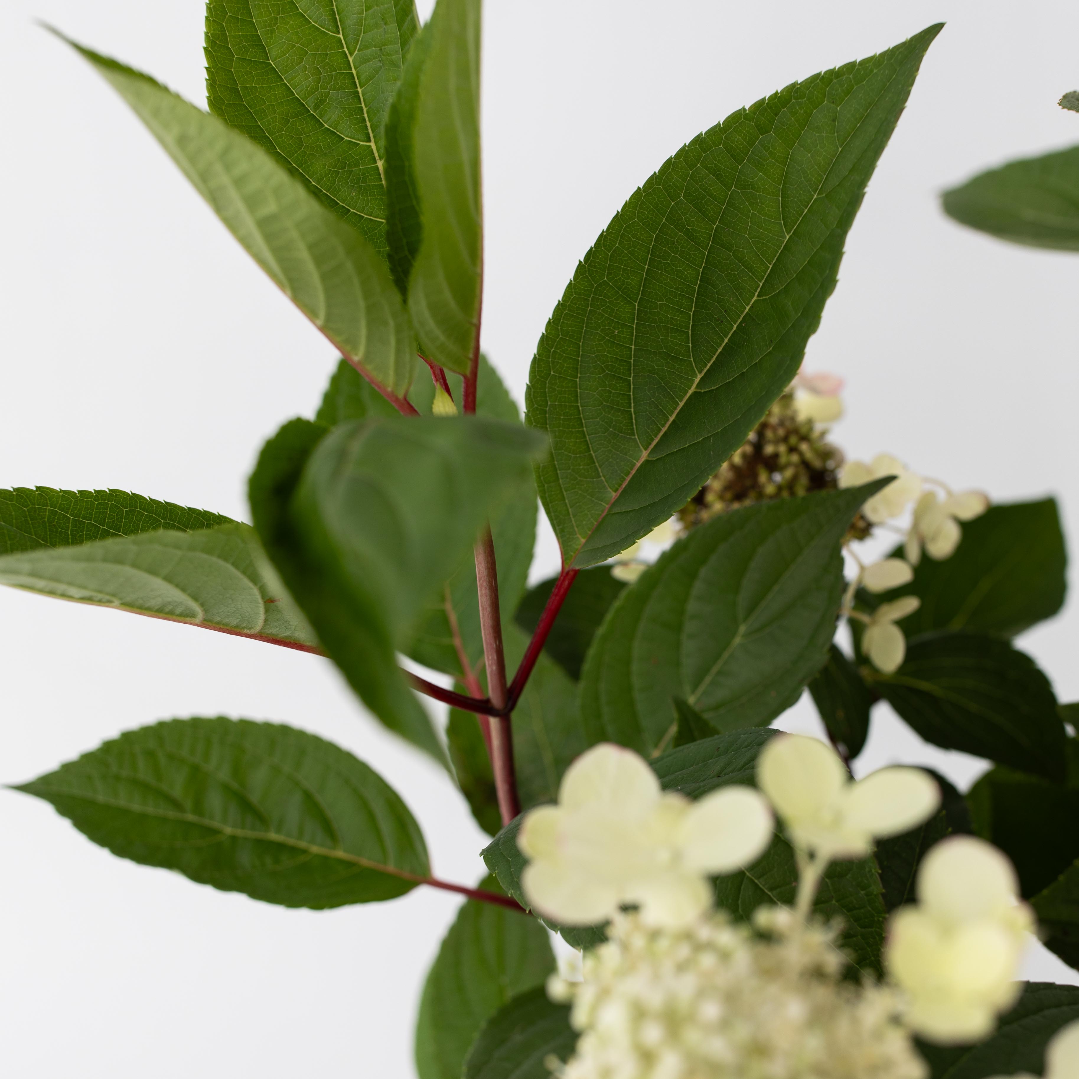 Hortensia - Hydrangea paniculata 'Early Harry'