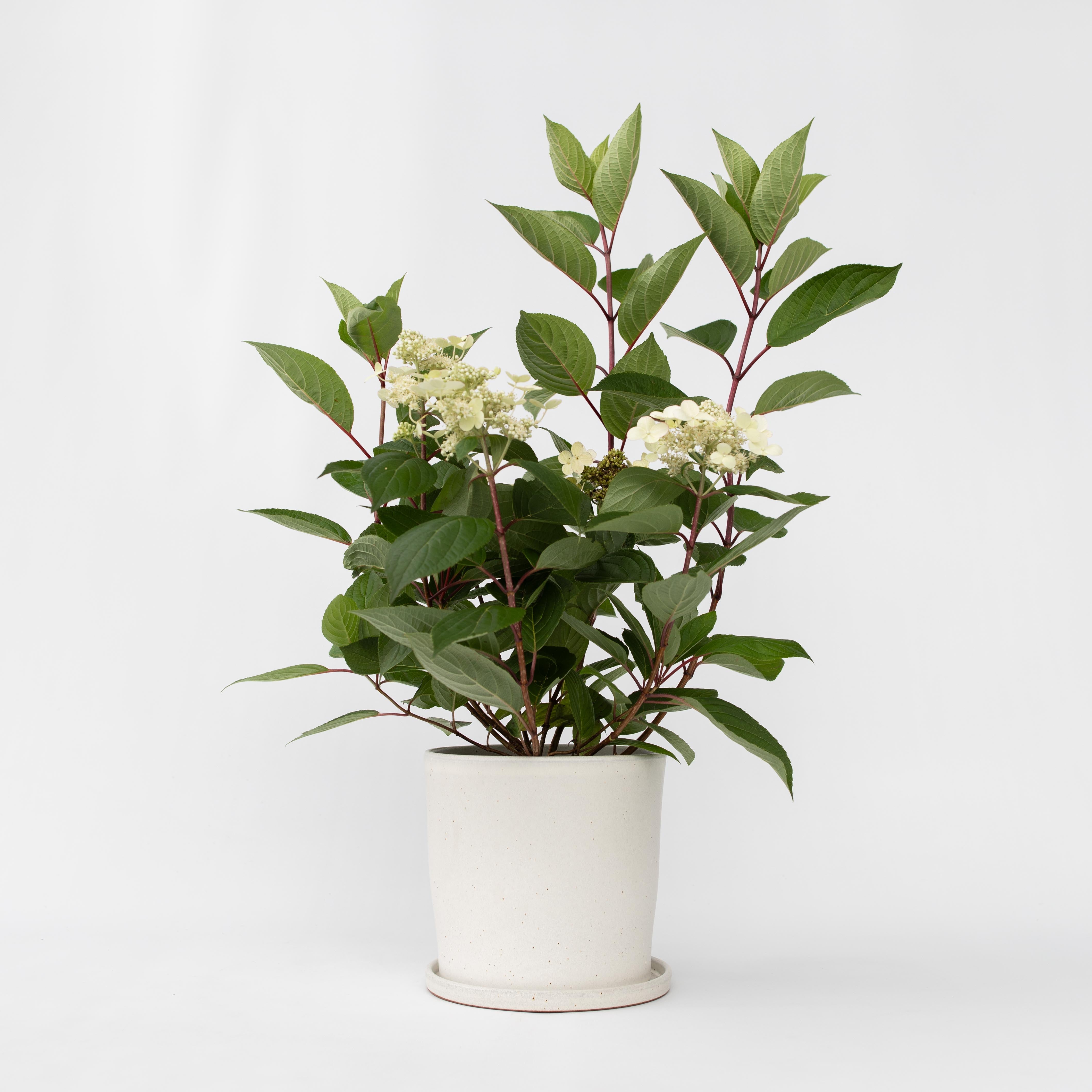 Hortensia - Hydrangea paniculata 'Early Harry'