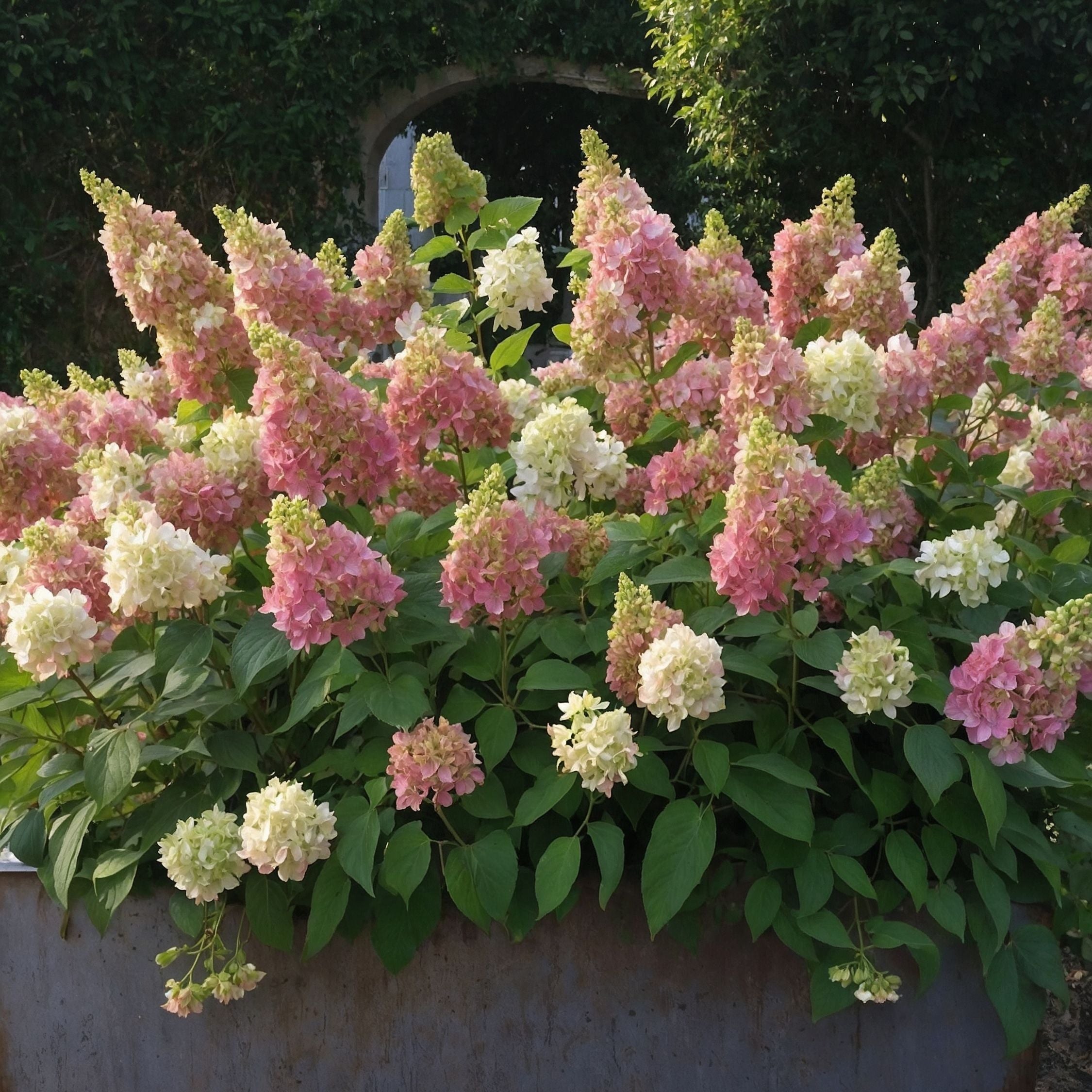 Hortensia - Hydrangea paniculata 'Candlelight'