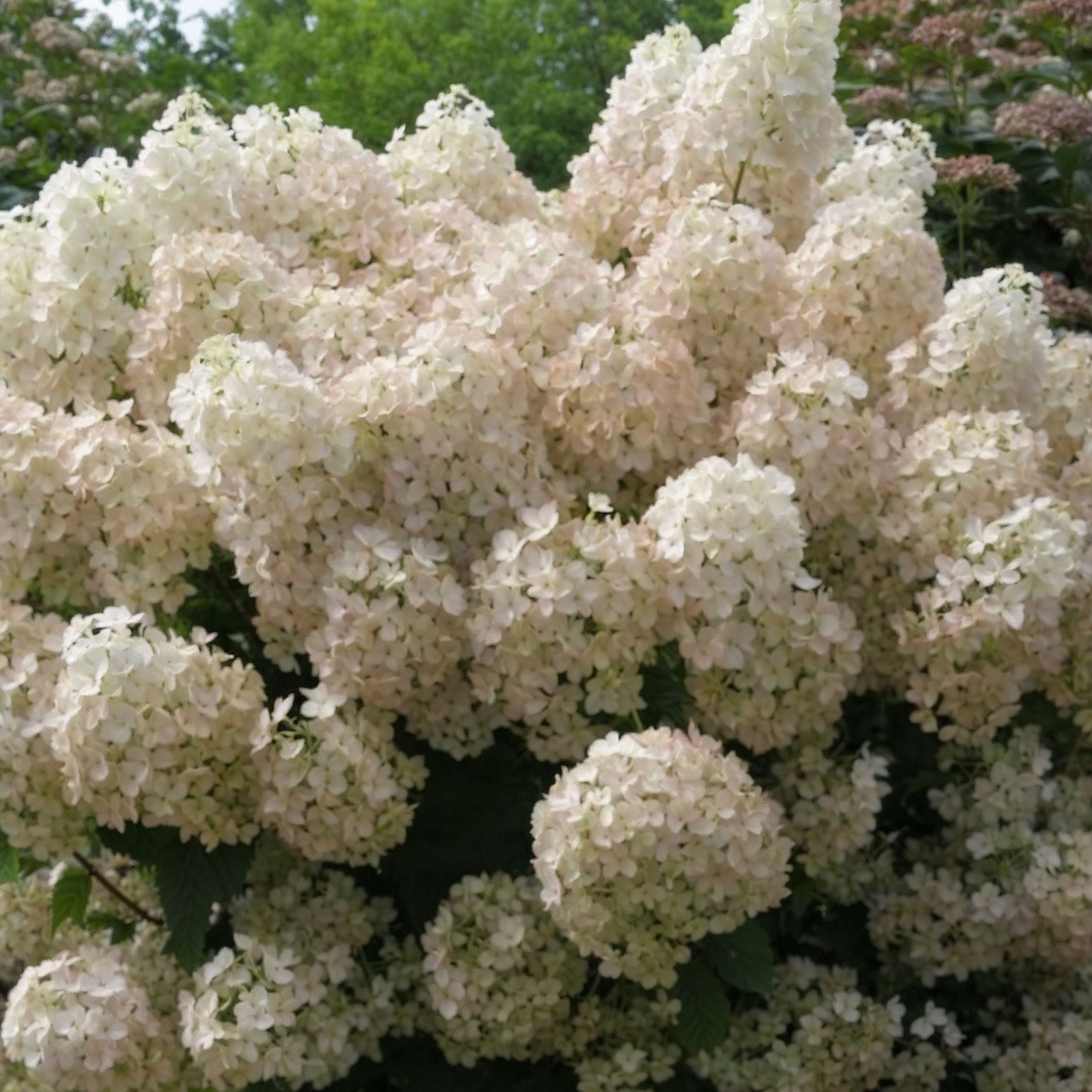 Hortensia - Hydrangea paniculata 'Bobo'