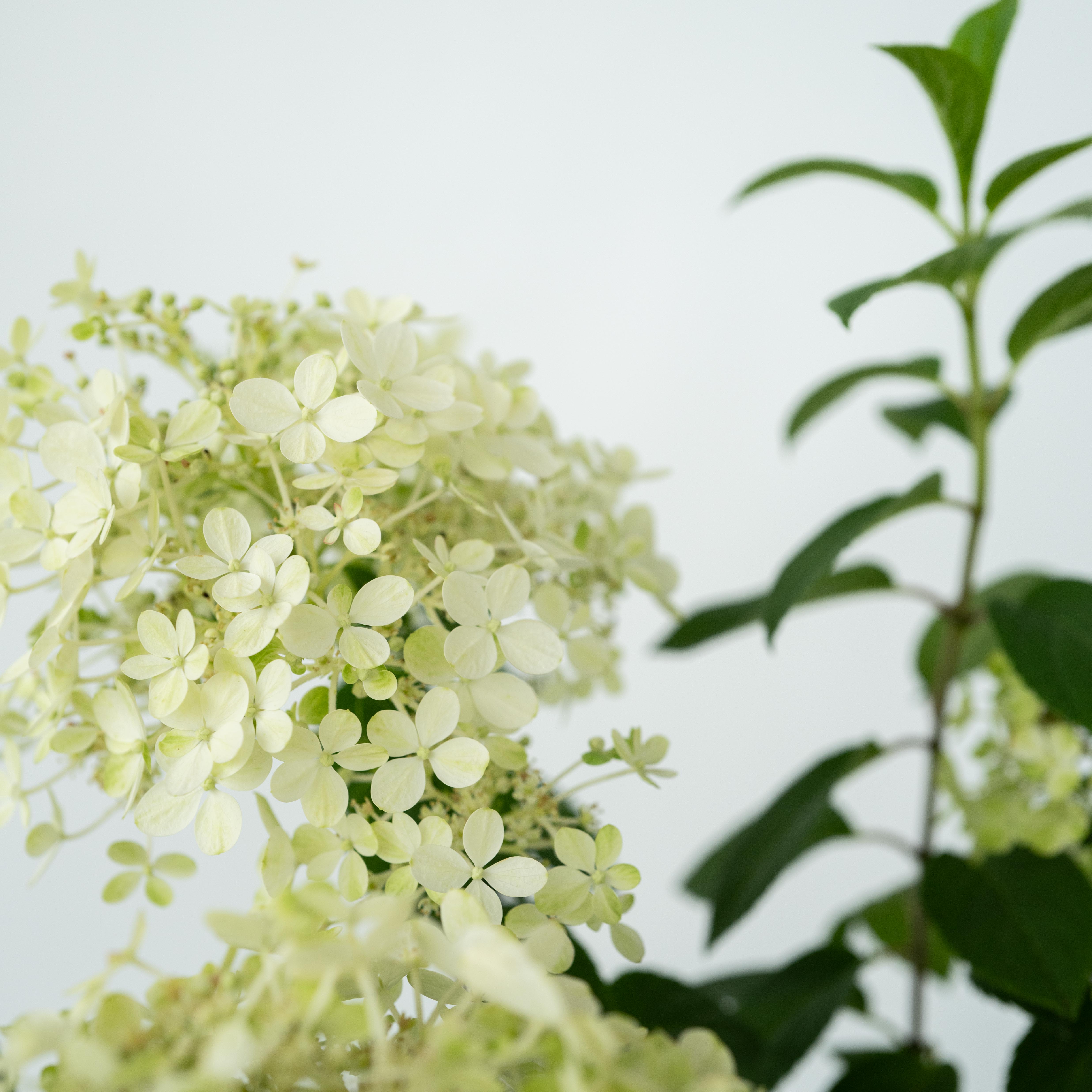 Hortensia - Hydrangea paniculata 'Bobo'