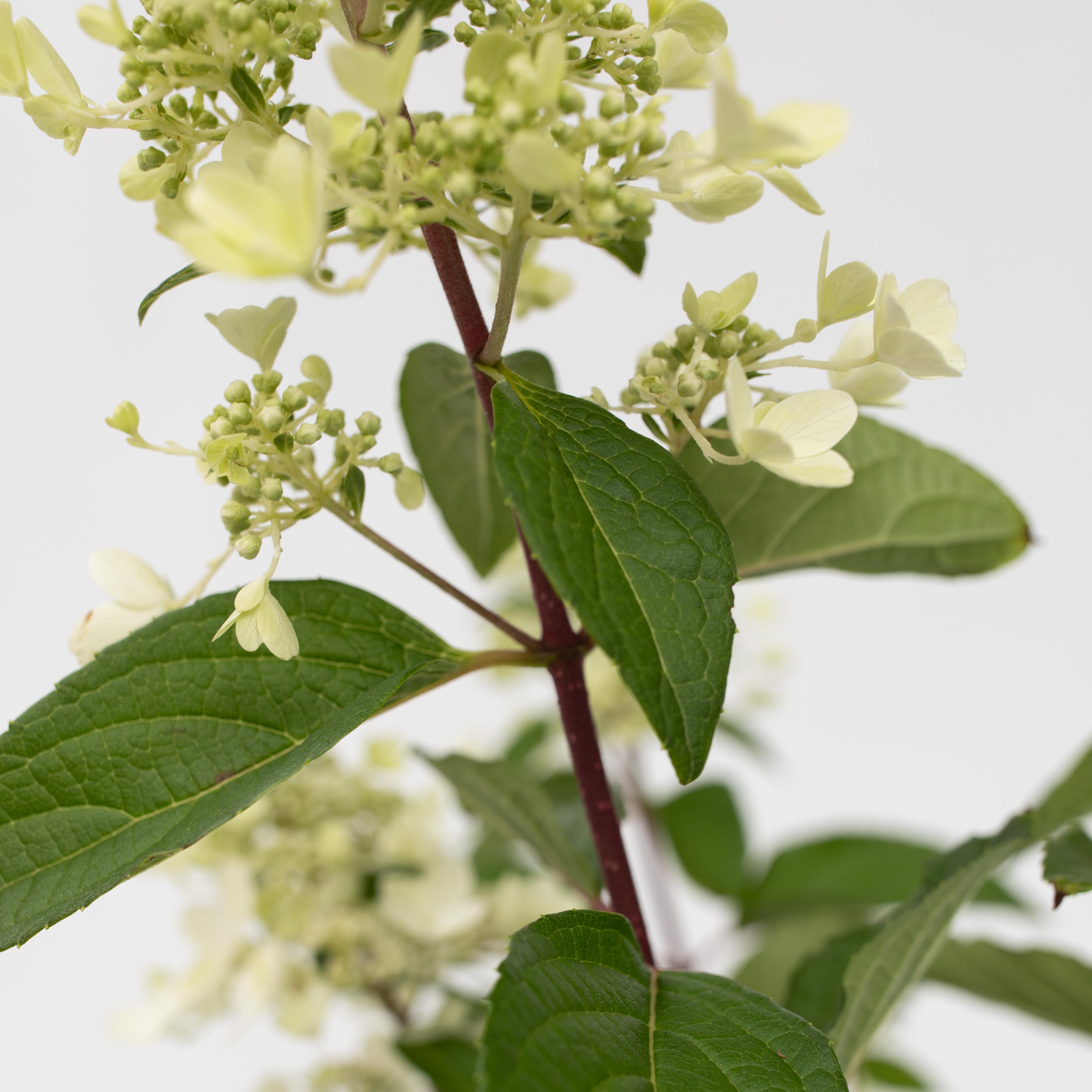 Hortensia - Hydrangea paniculata 'Pinky Winky'