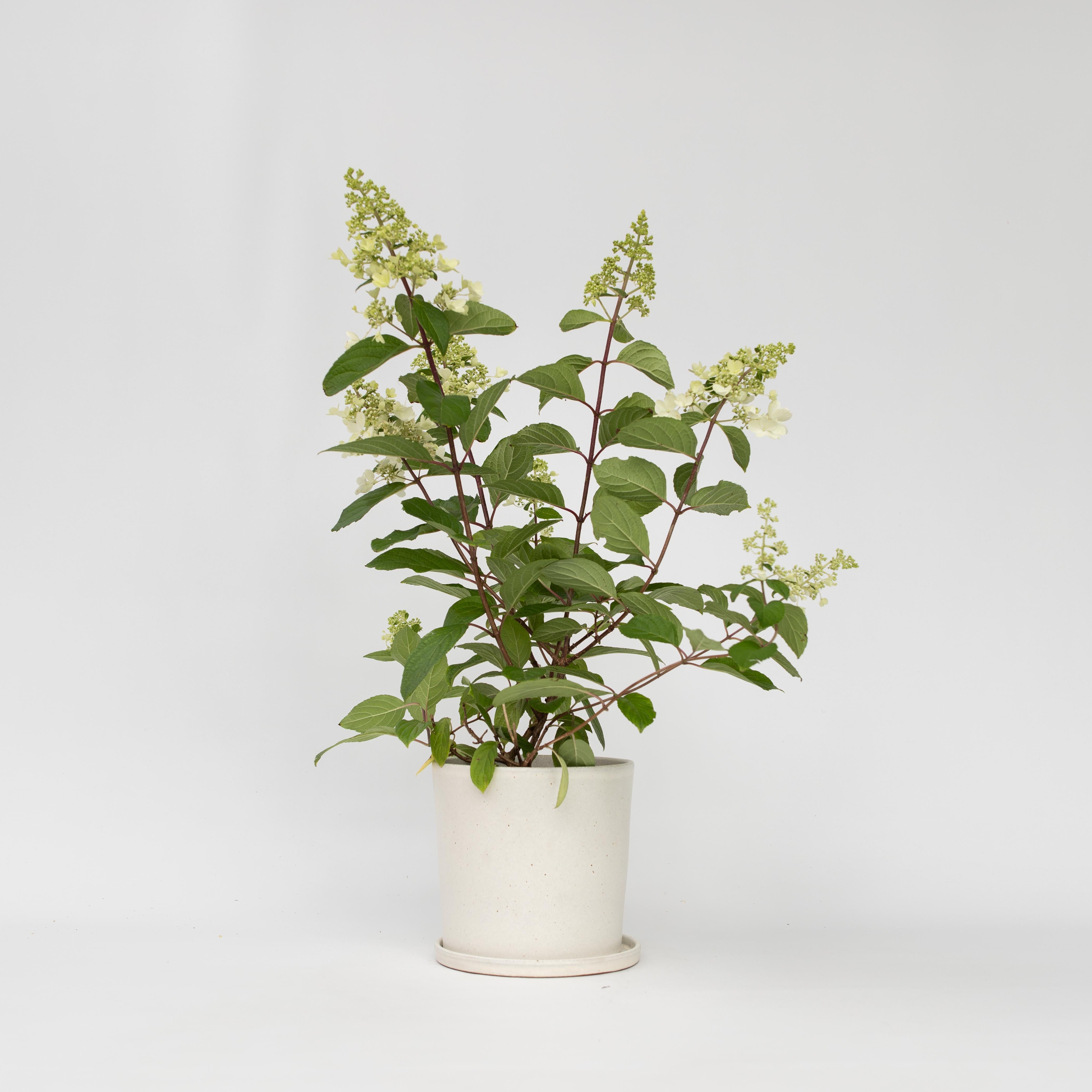 Hortensia - Hydrangea paniculata 'Pinky Winky'