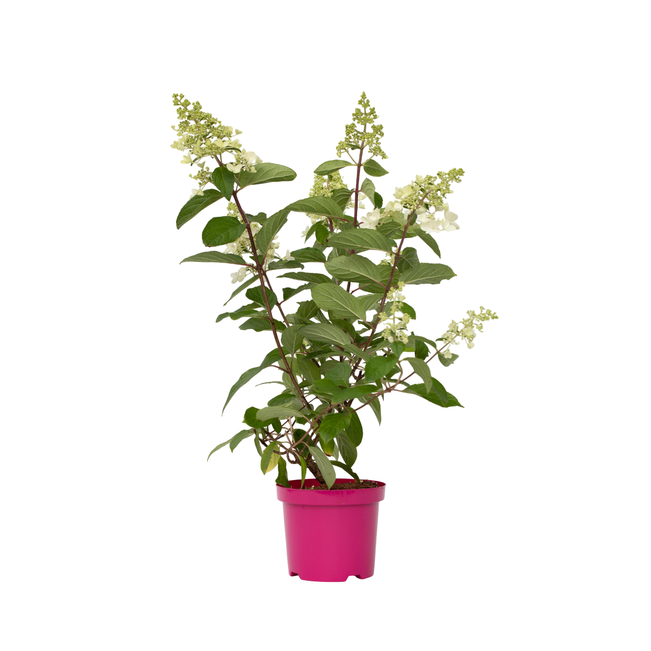 Hortensia - Hydrangea paniculata 'Pinky Winky'