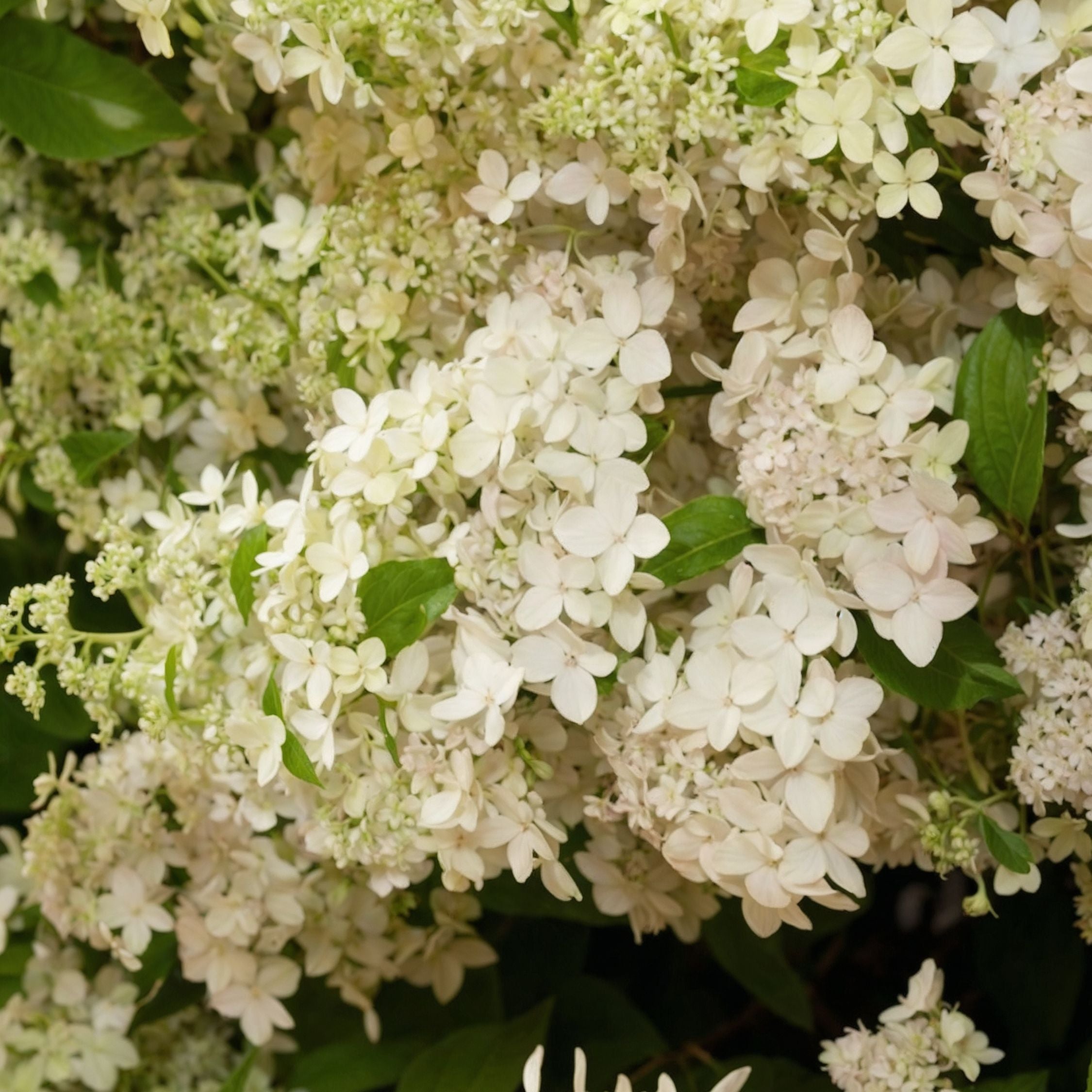 Hortensia - Hydrangea paniculata 'Confetti'
