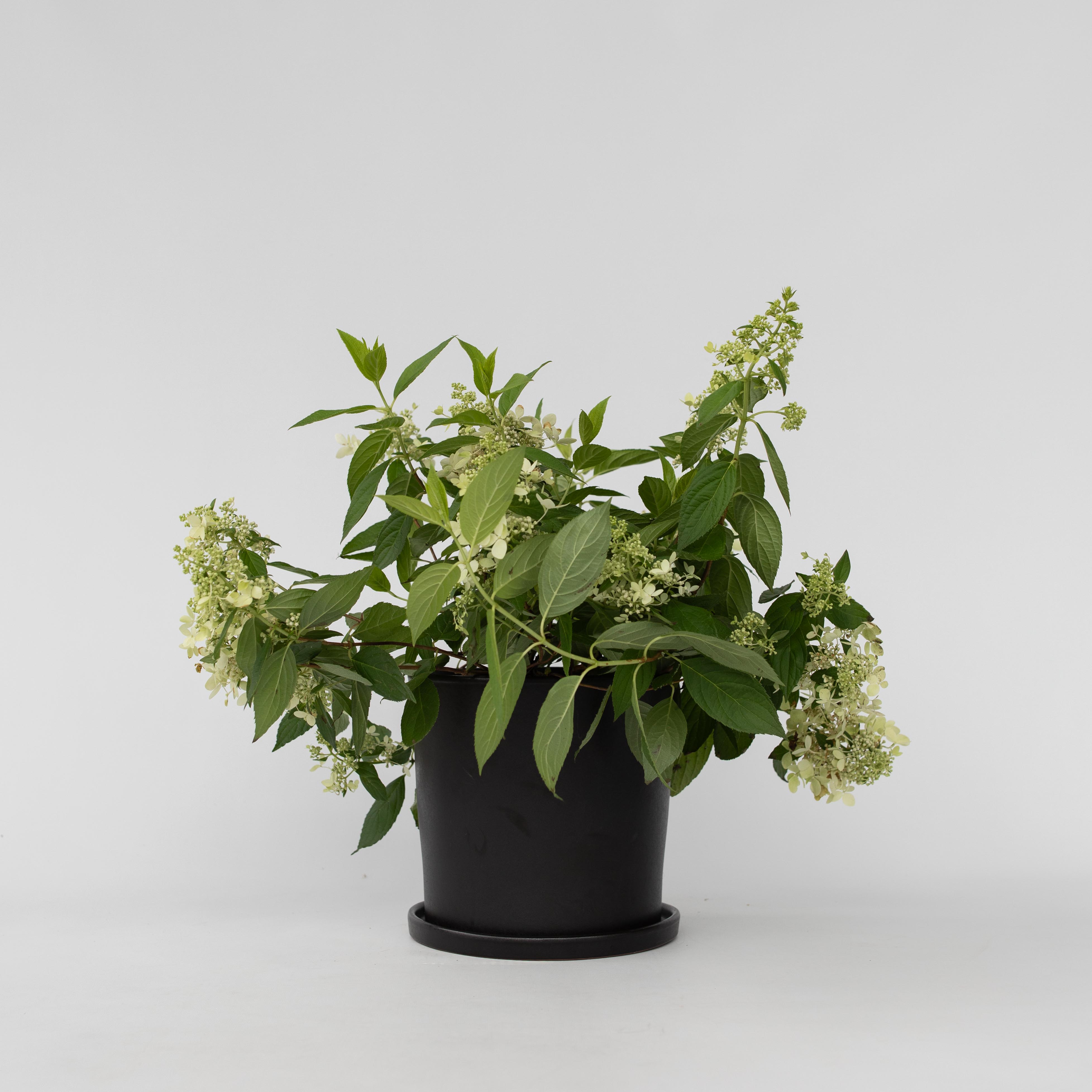 Hortensia - Hydrangea paniculata 'Confetti'