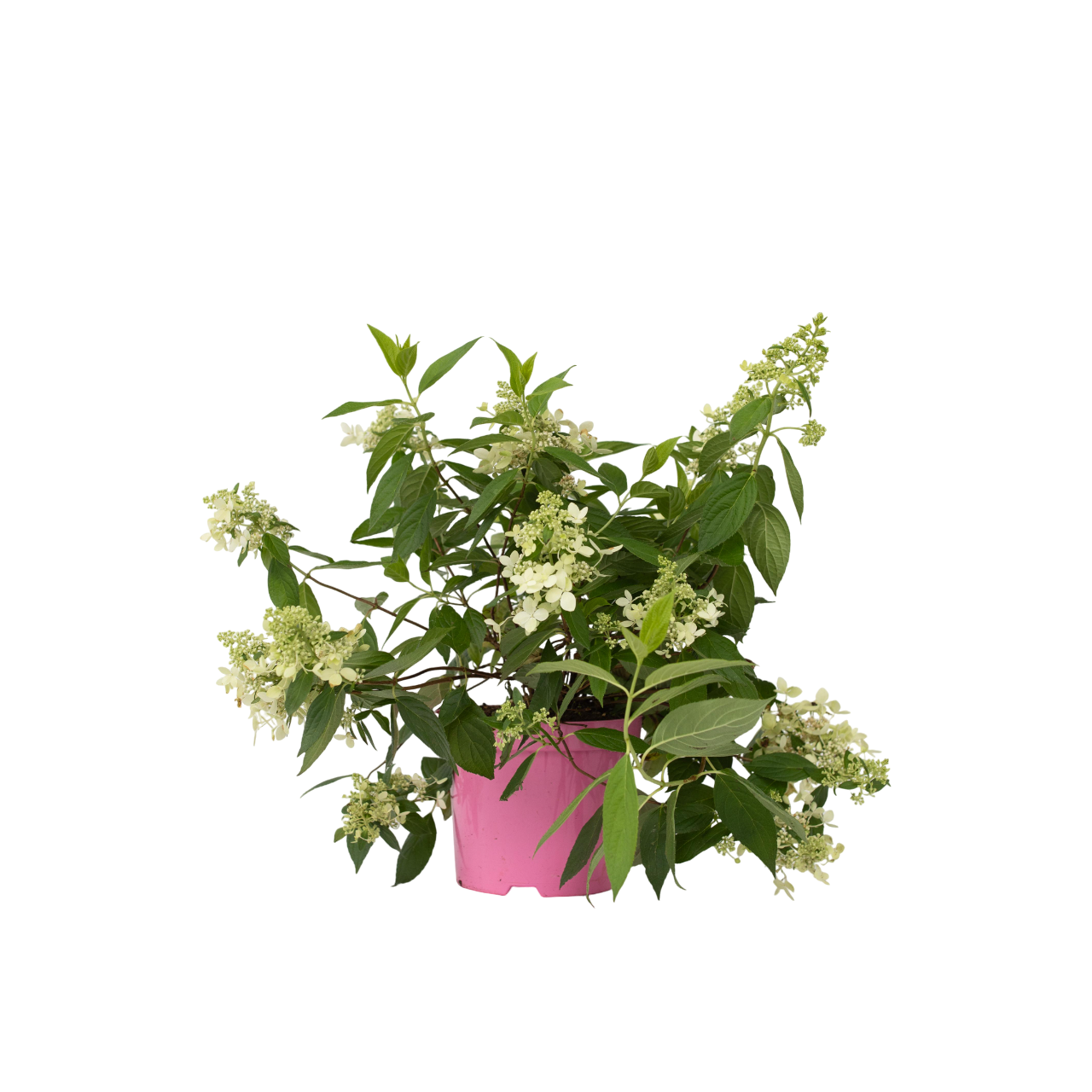 Hortensia - Hydrangea paniculata 'Confetti'