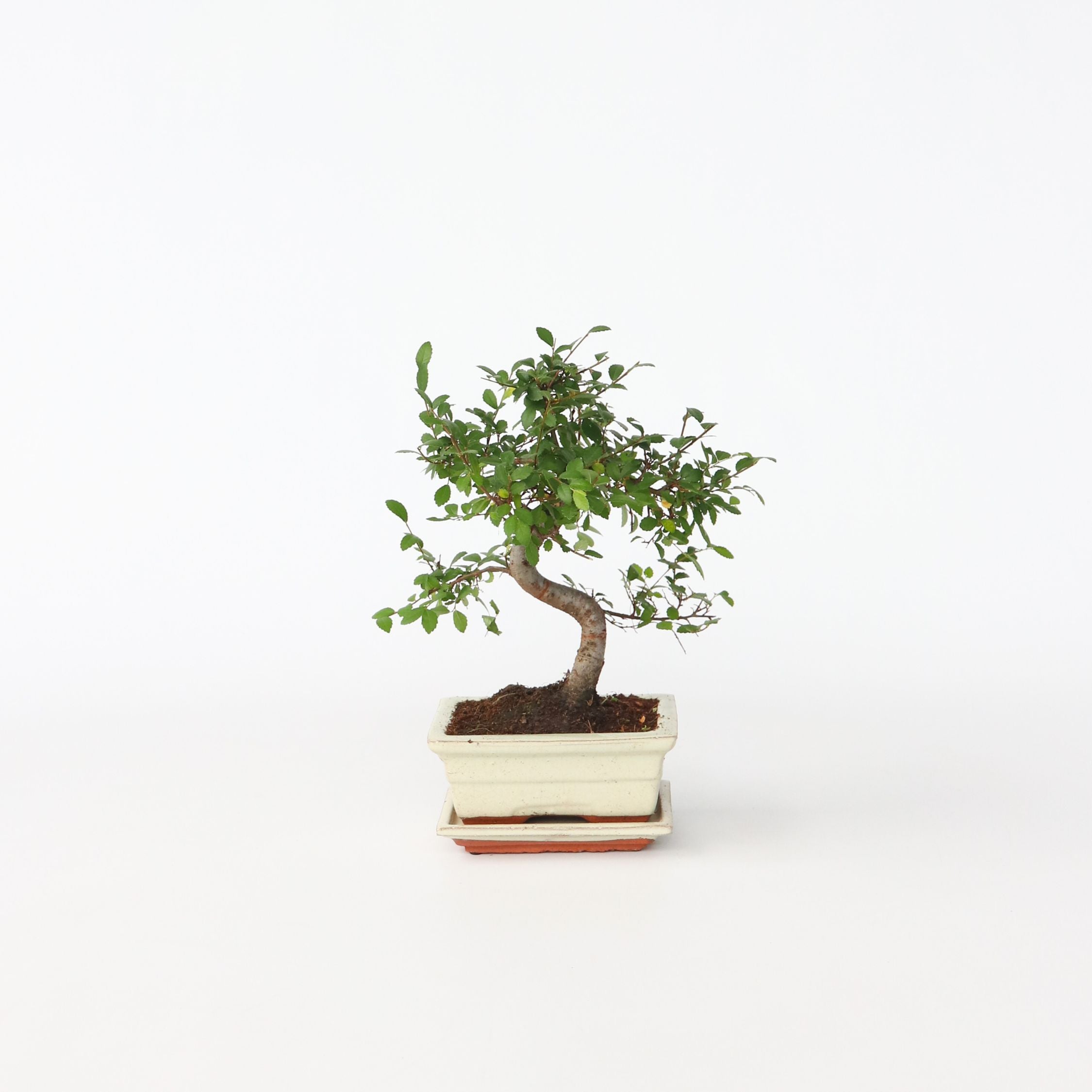 S-formet bonsai - Zelkova serrata
