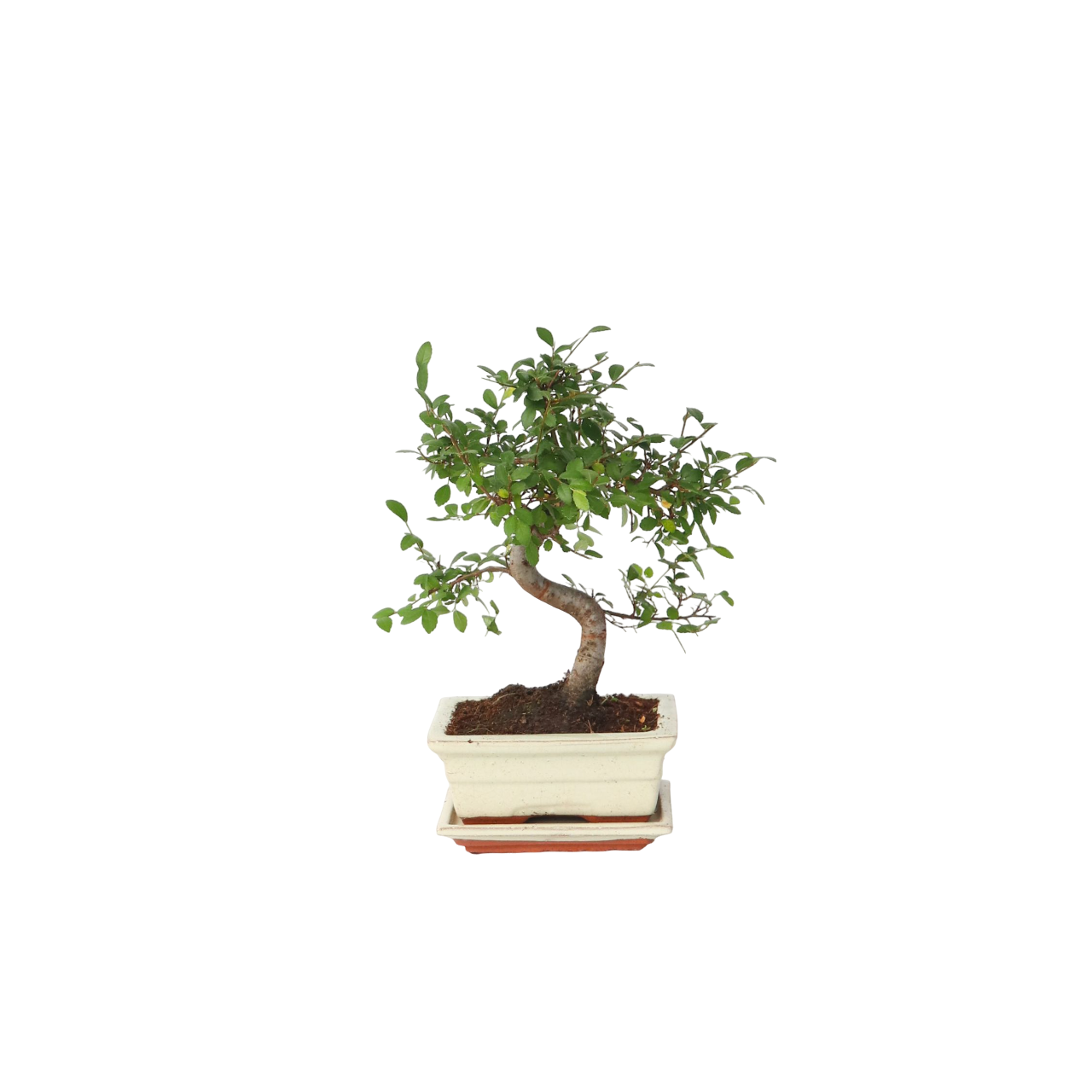 S-formet bonsai - Zelkova serrata