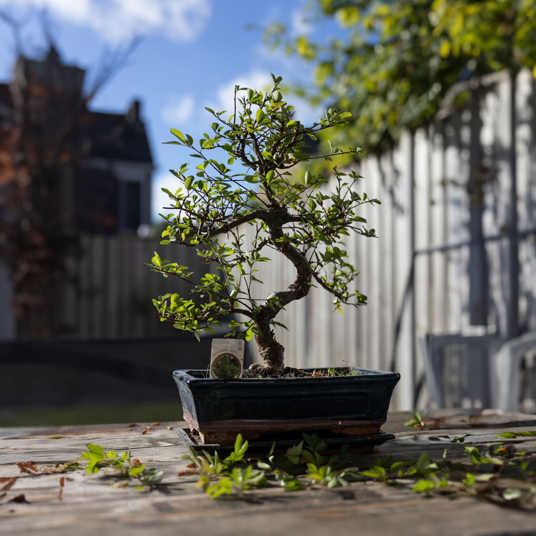 Bonsai træ - Carmona microphylla