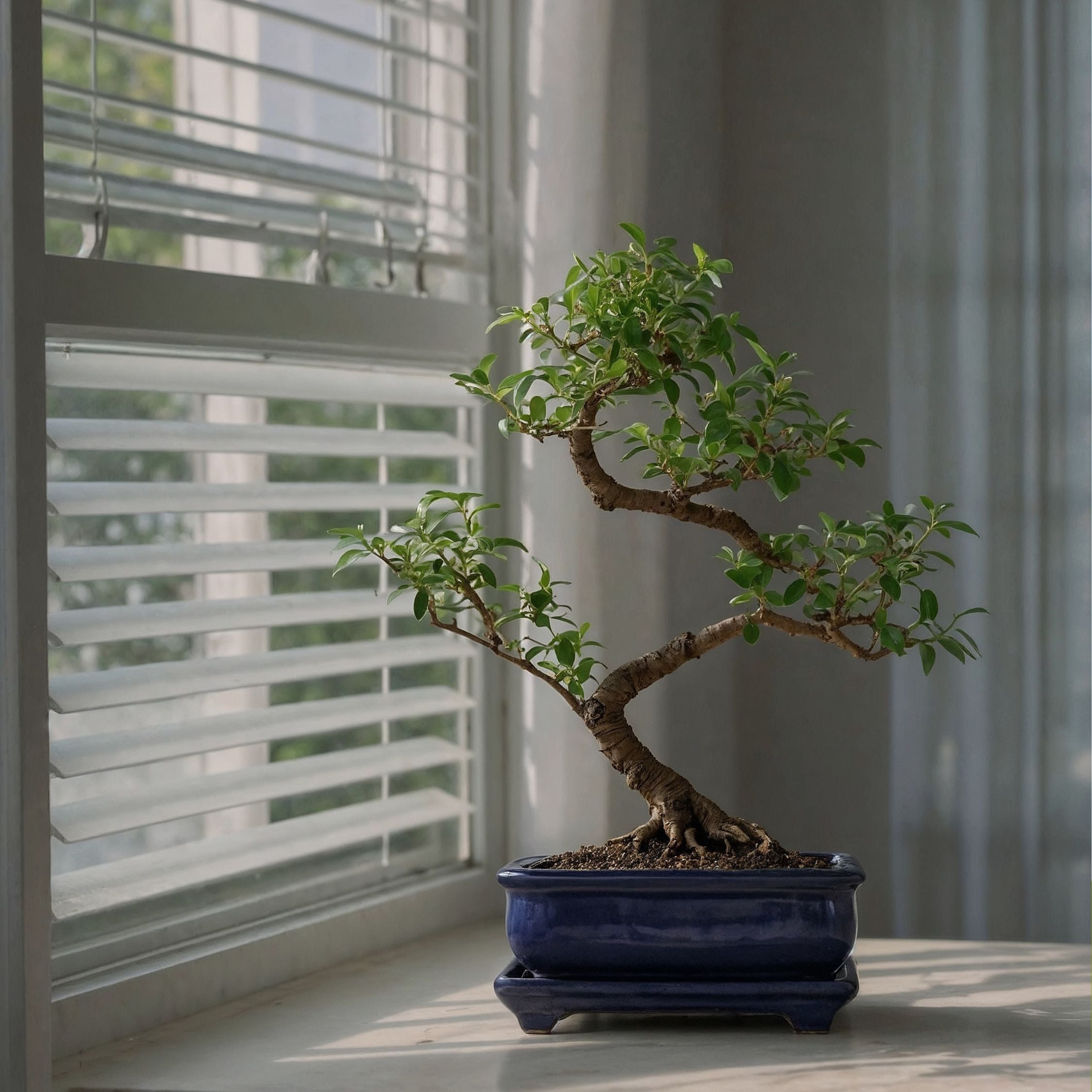 Bonsai træ - Carmona microphylla