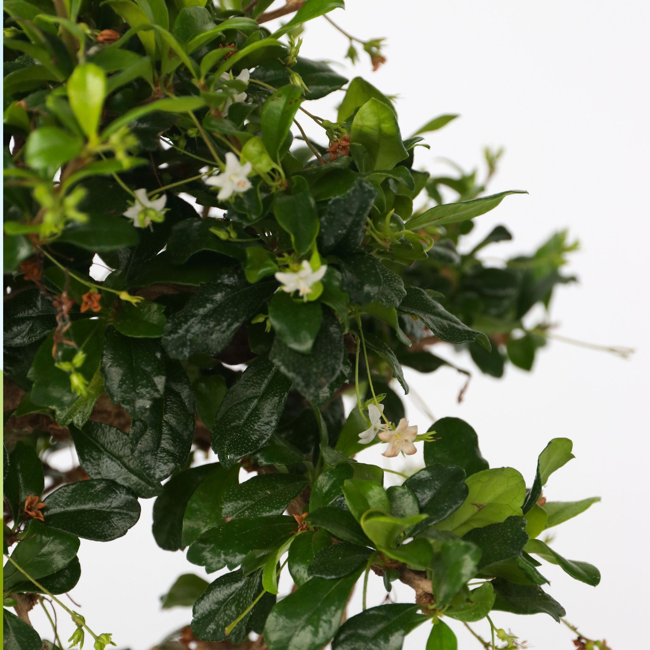 Bonsai træ - Carmona microphylla