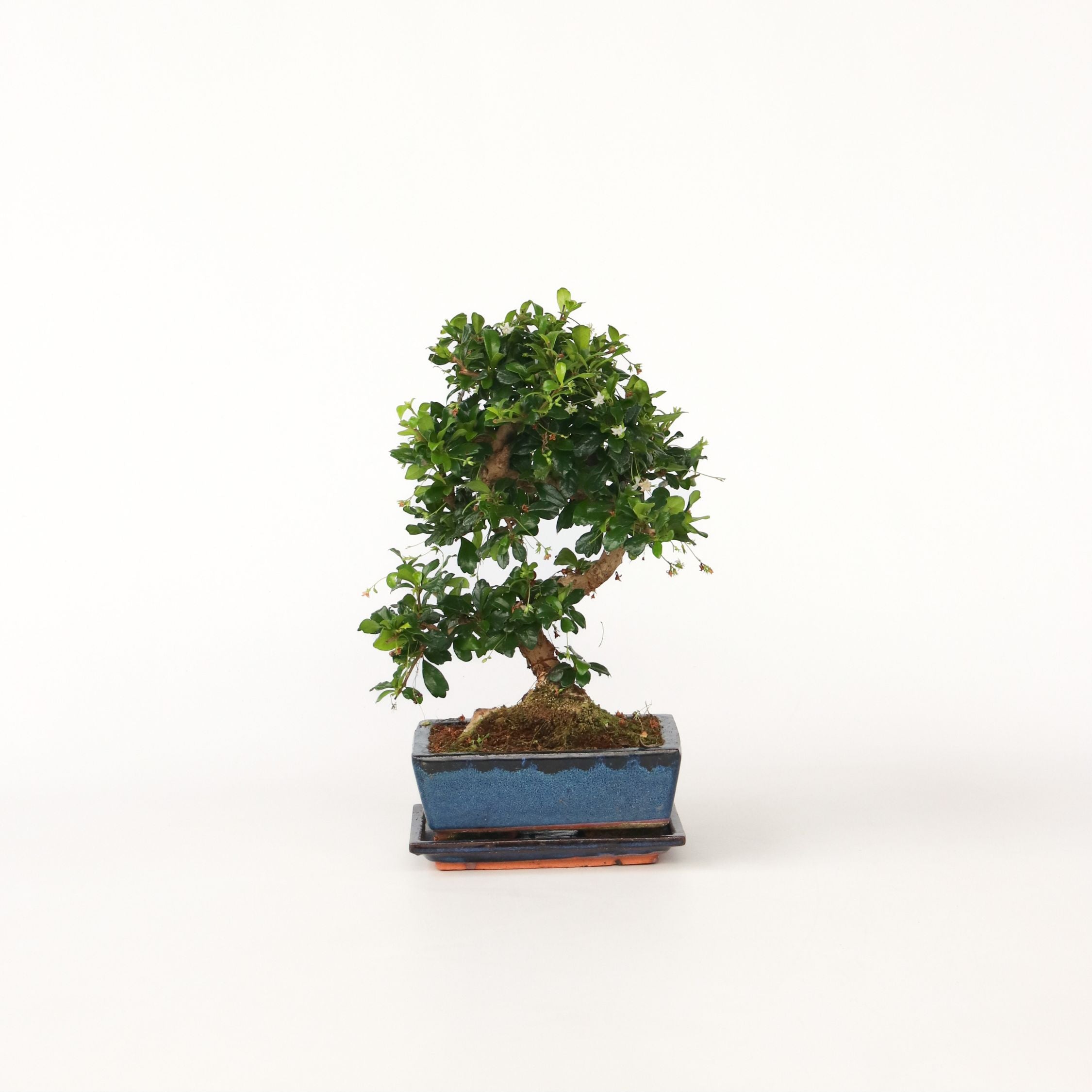 Bonsai træ - Carmona microphylla