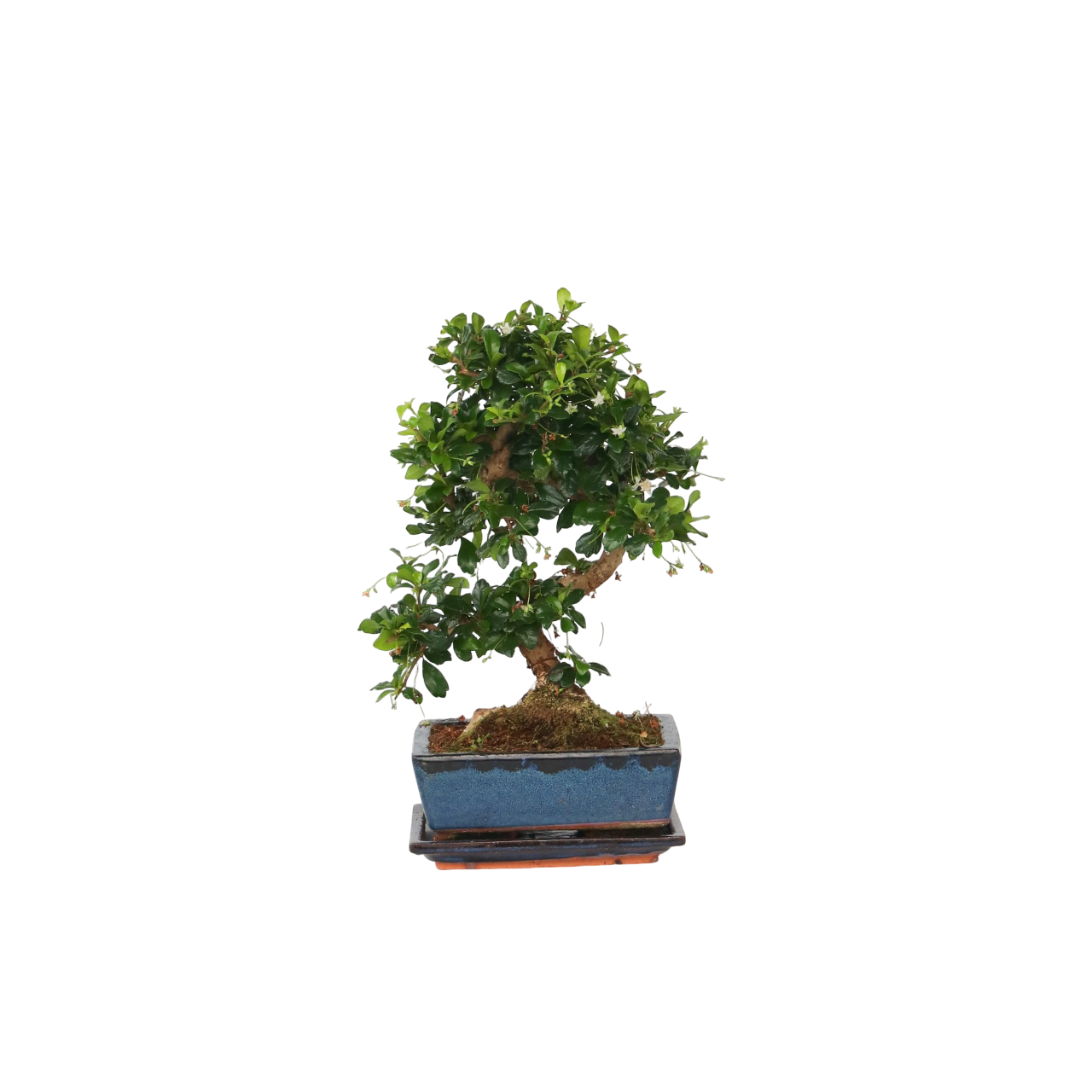 Bonsai træ - Carmona microphylla