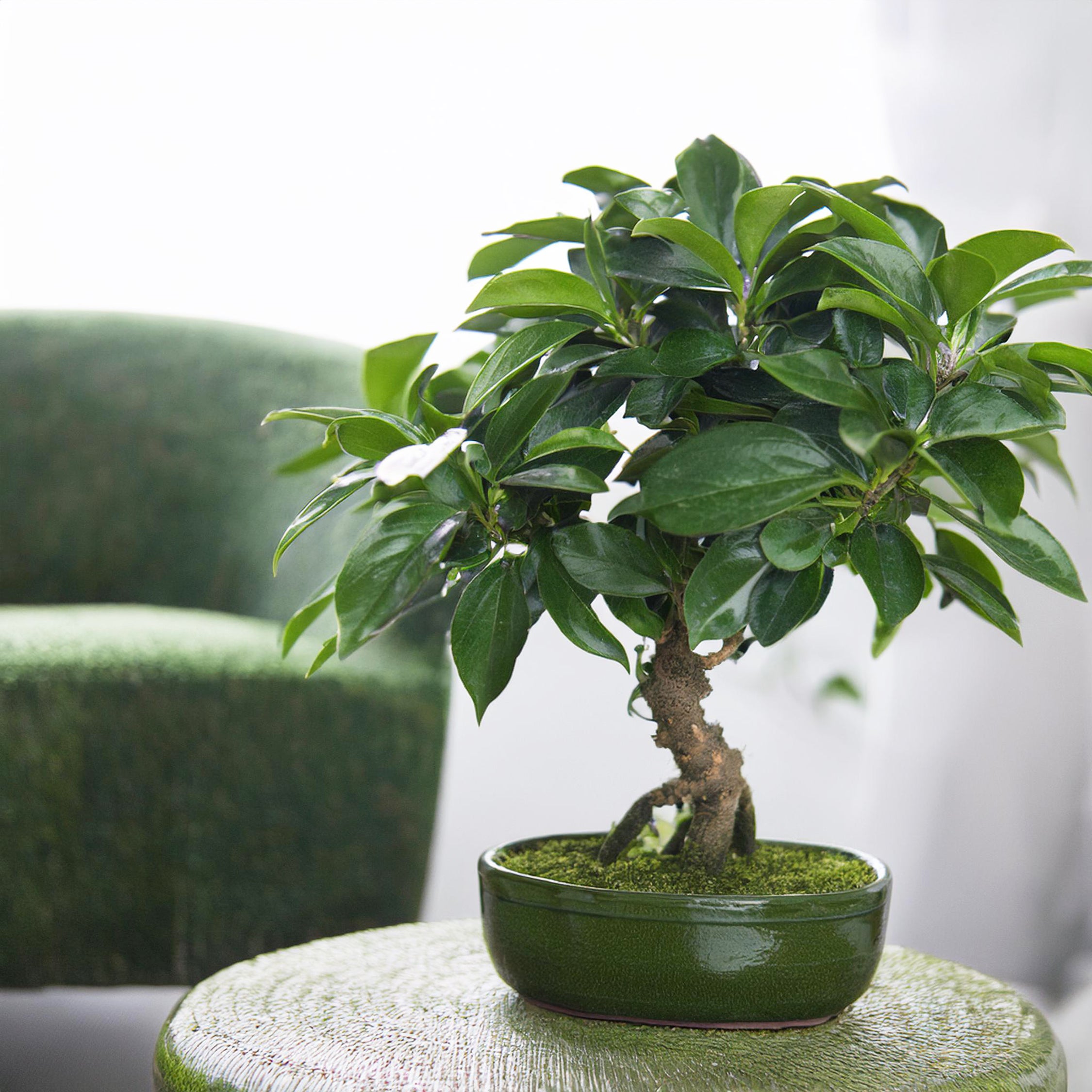 Bonsai træ - Carmona microphylla