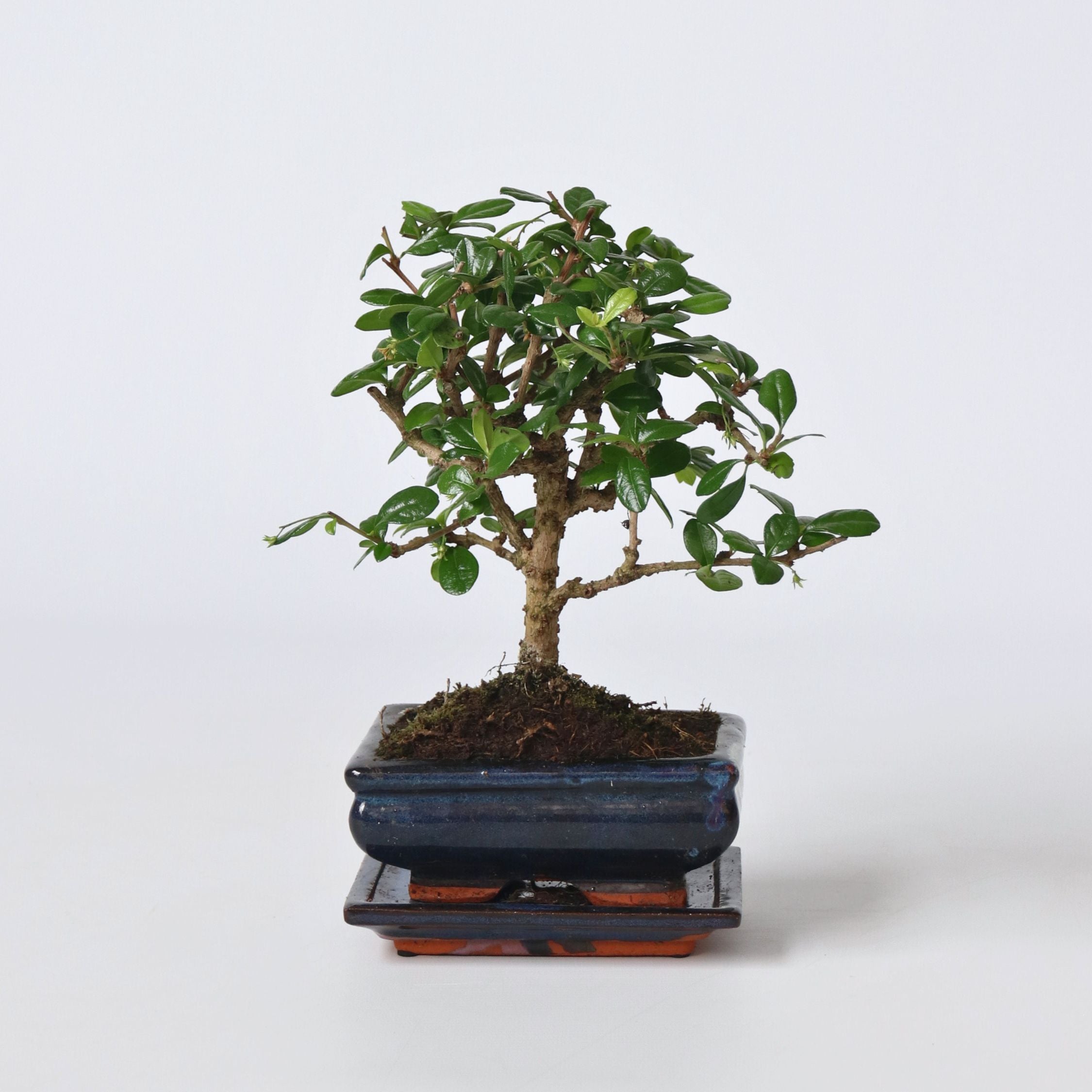Bonsai træ - Carmona microphylla