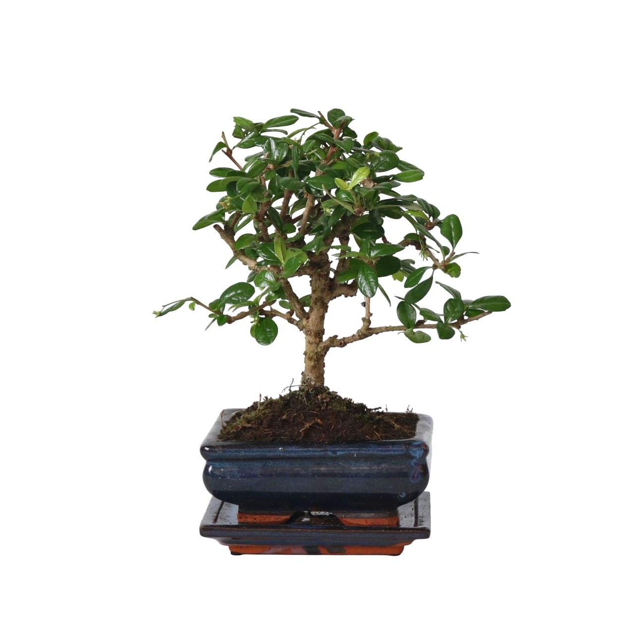 Bonsai træ - Carmona microphylla