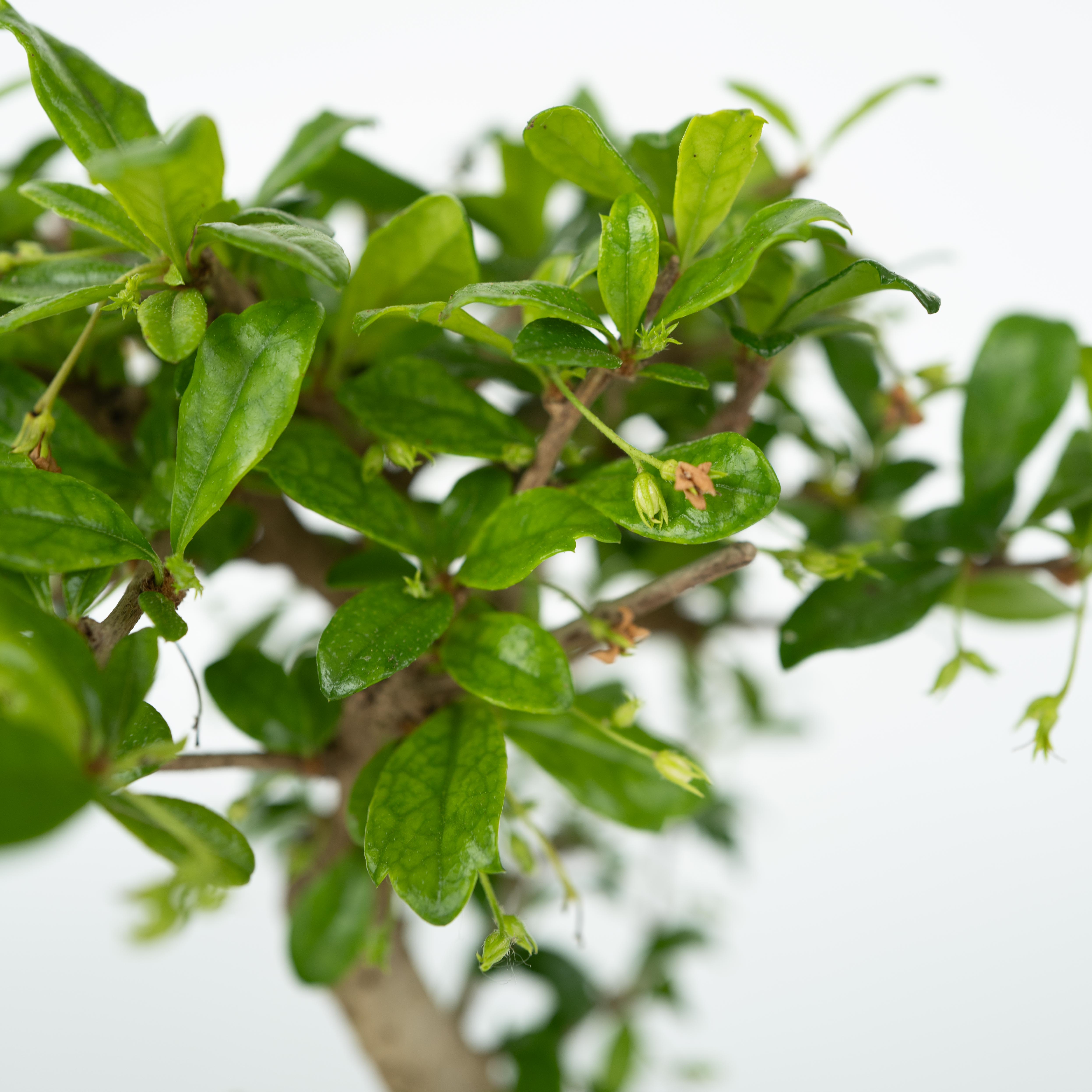 Bonsai træ med vandfald - Bonsai