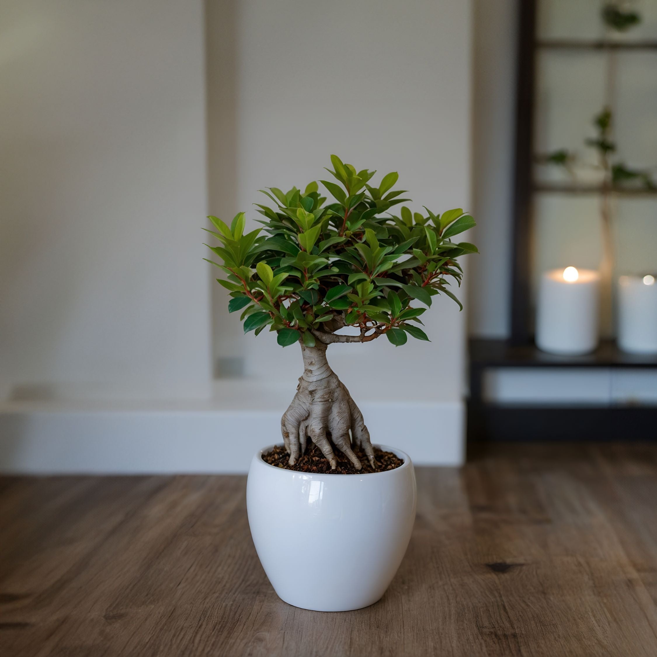 Ginsengfigen - Sæt med 2 - Ficus microcarpa