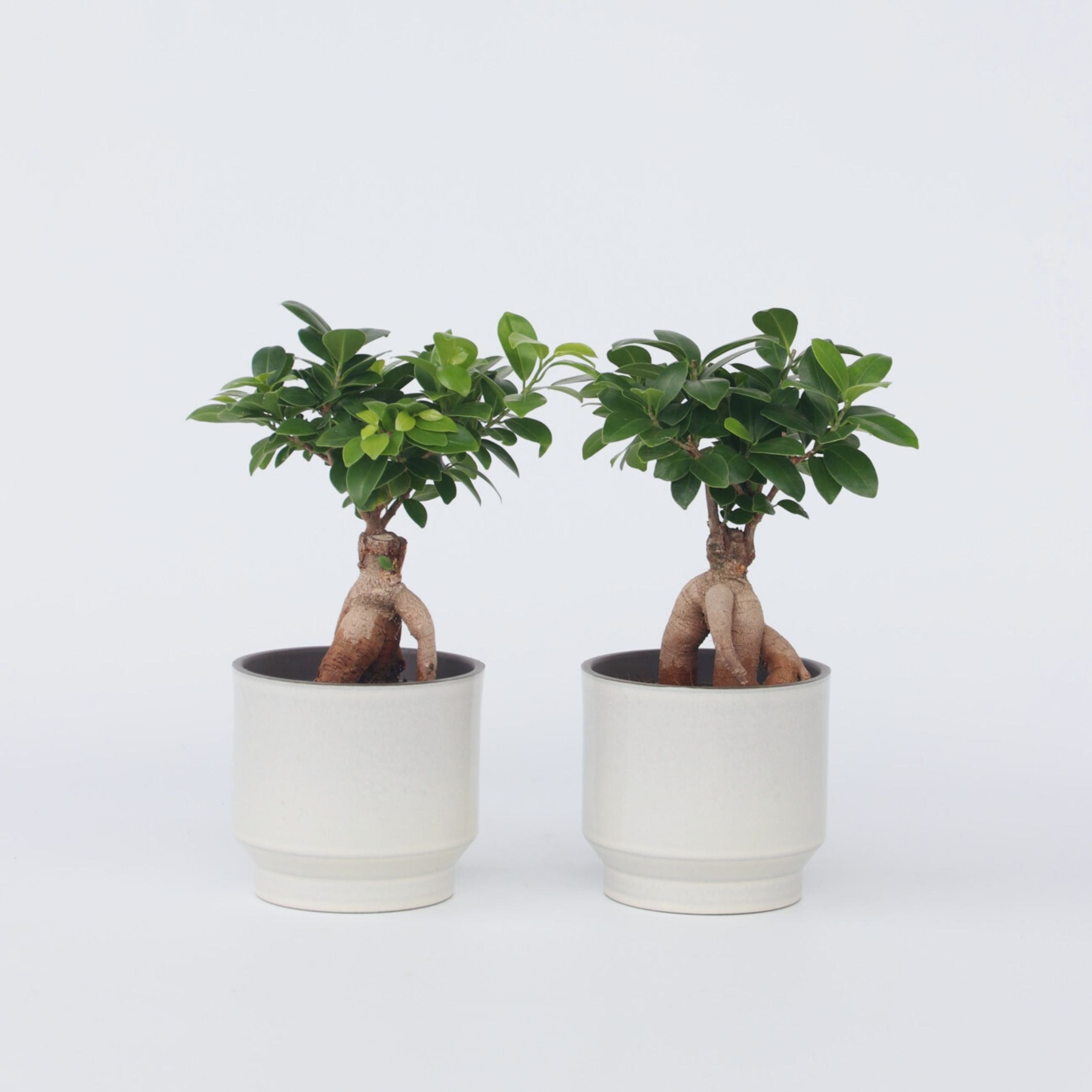 Ginsengfigen - Sæt med 2 - Ficus microcarpa