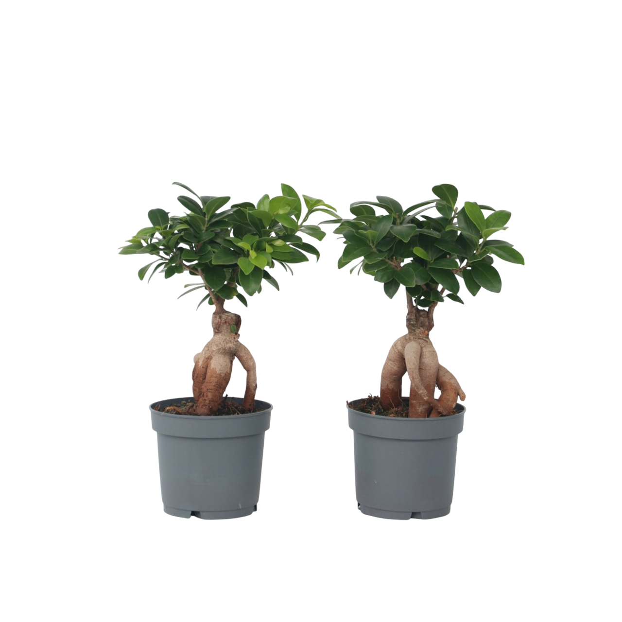 Ginsengfigen - Sæt med 2 - Ficus microcarpa