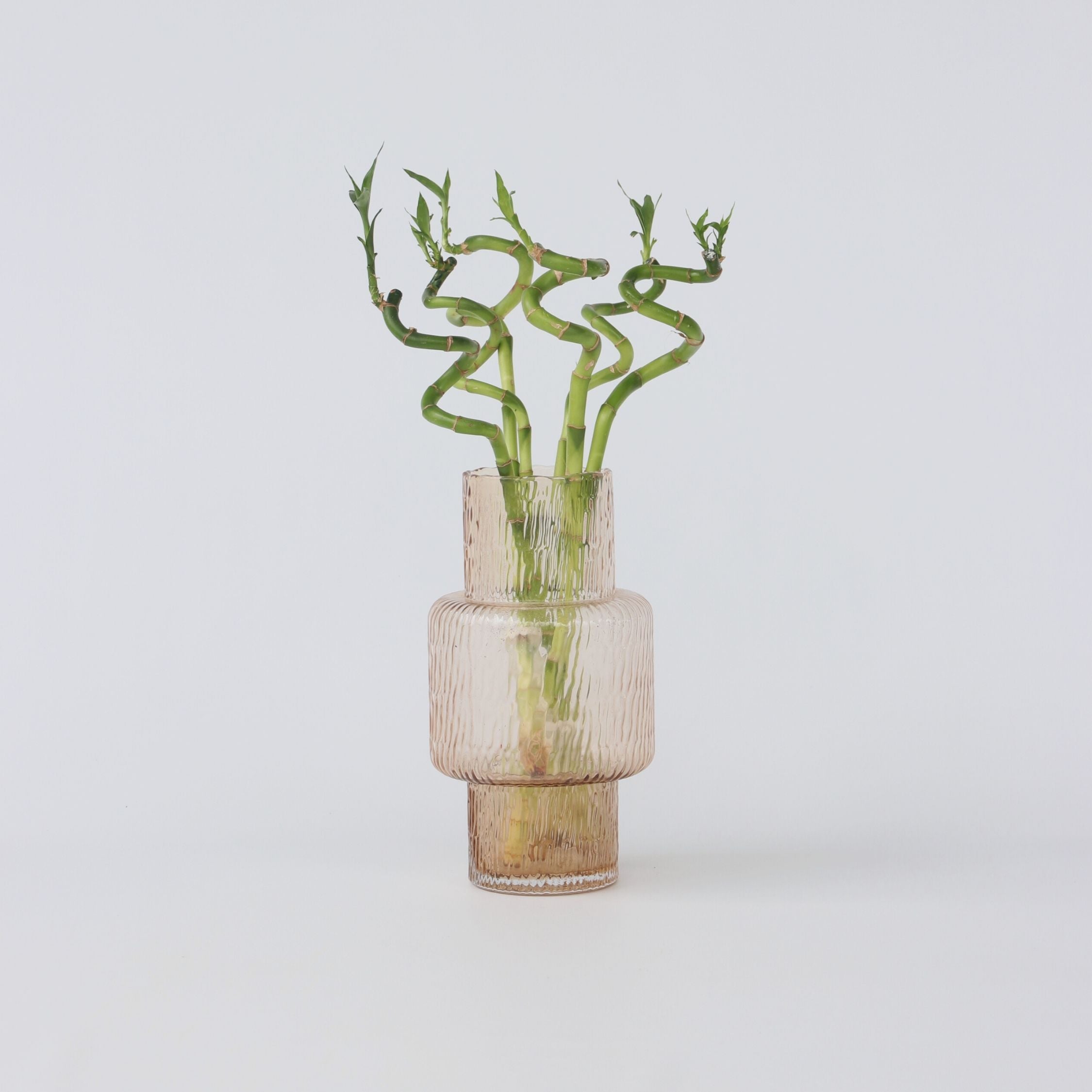 Lykkebambus - Sæt med 6 - Dracaena sanderiana