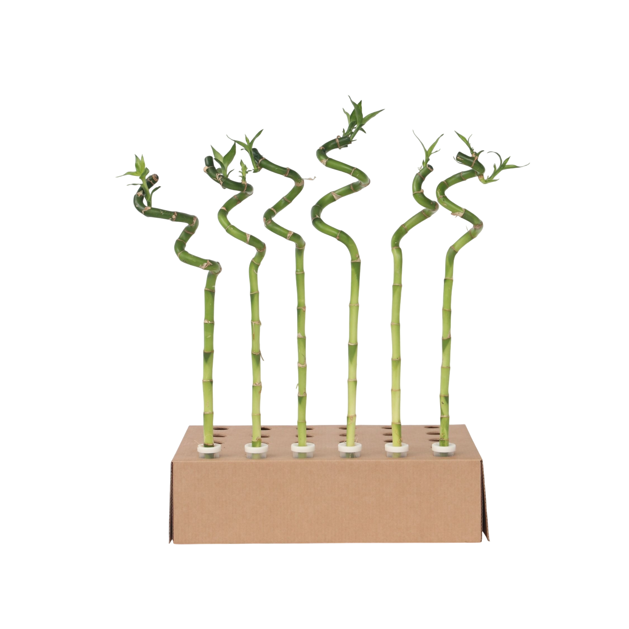 Lykkebambus - Sæt med 6 - Dracaena sanderiana