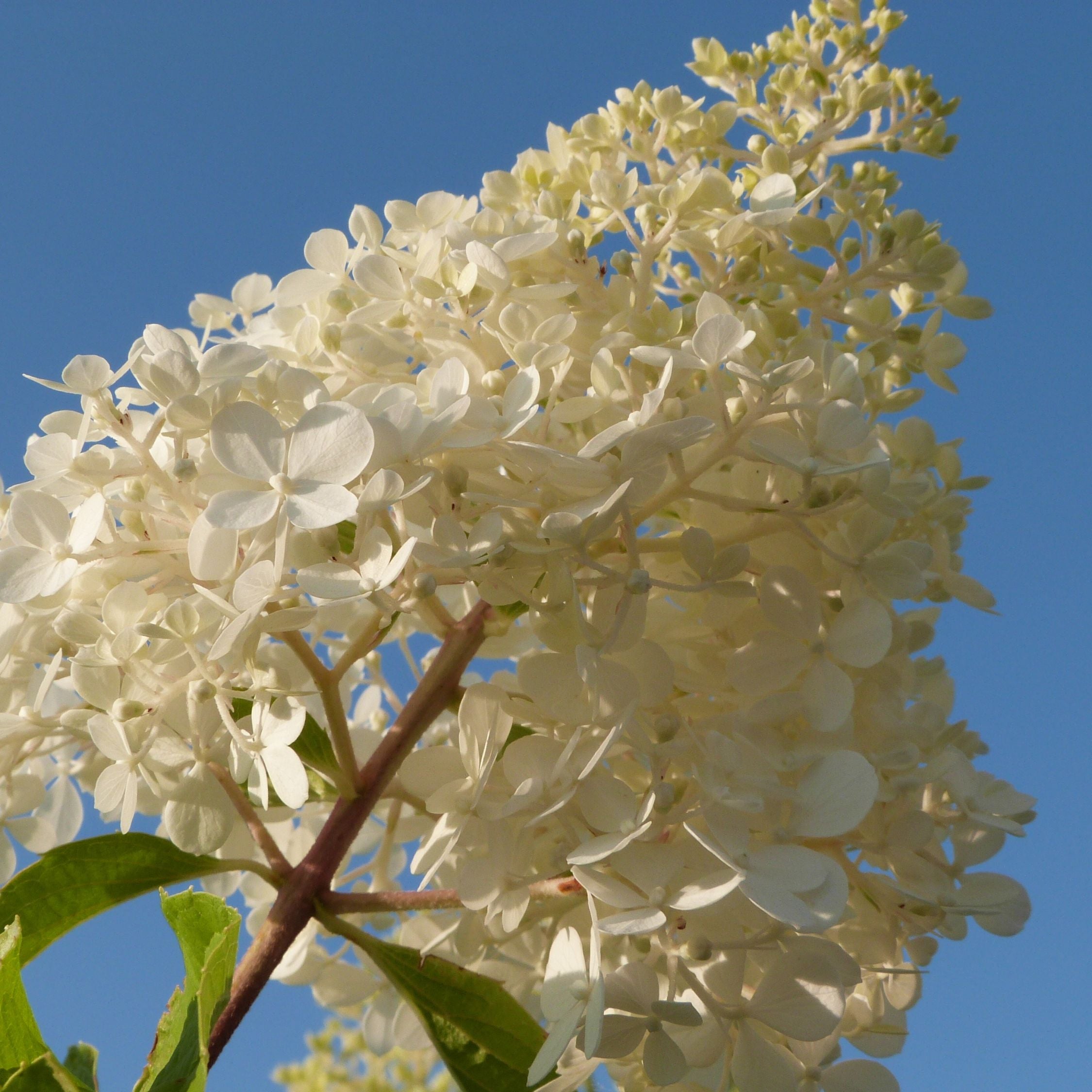 Hortensia - Sæt med 3 - Hortensia paniculata