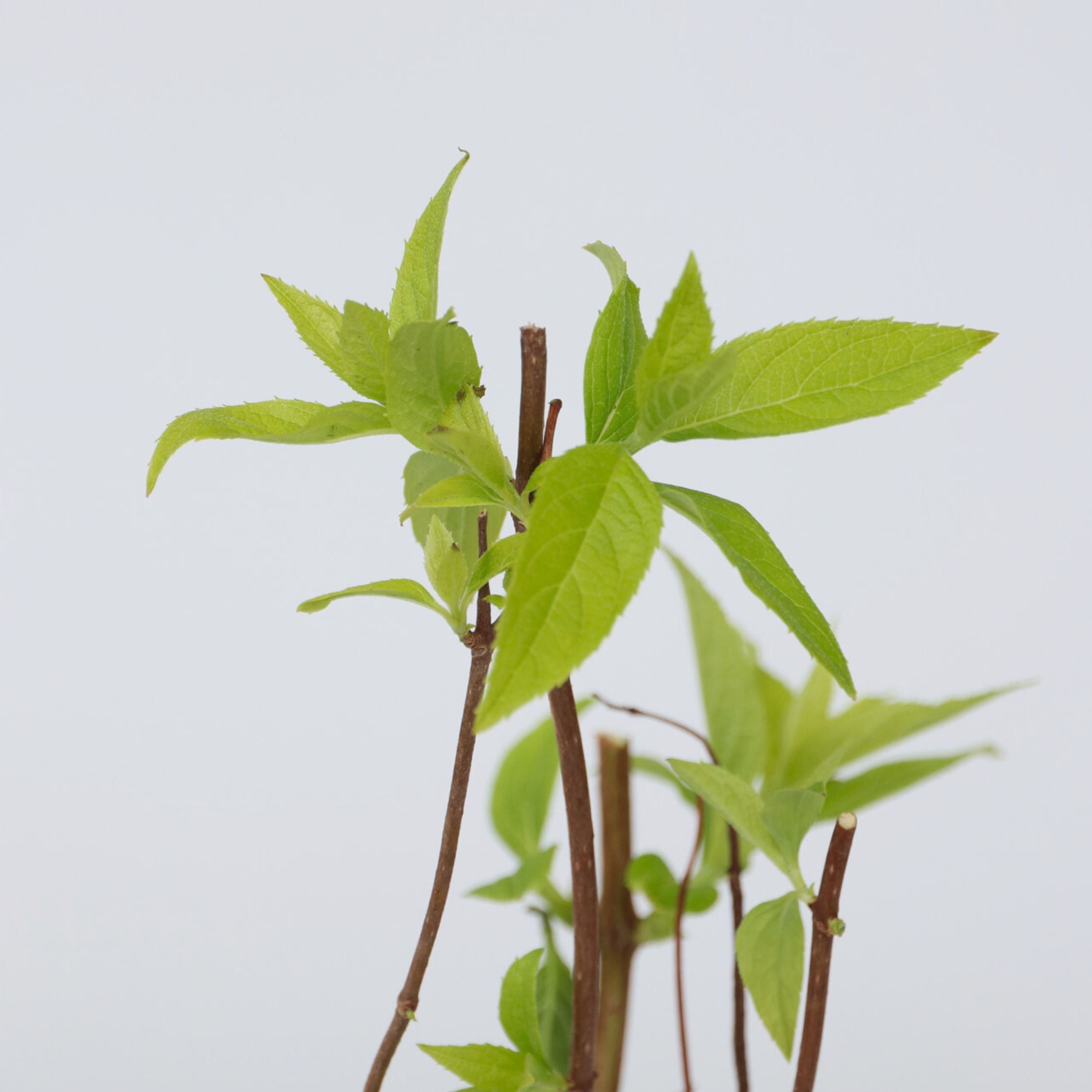 Hortensia - Sæt med 3 - Hortensia paniculata