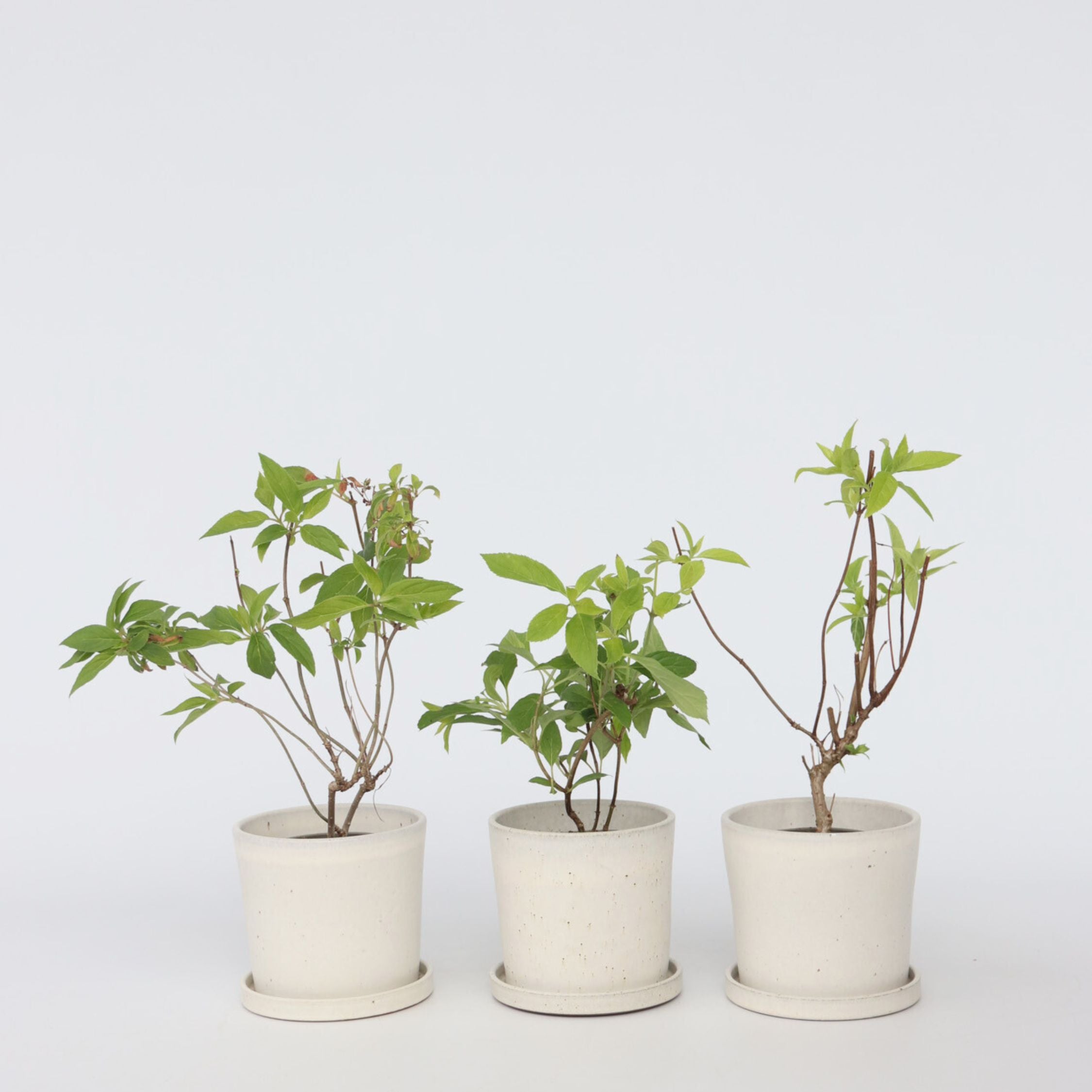 Hortensia - Sæt med 3 - Hortensia paniculata