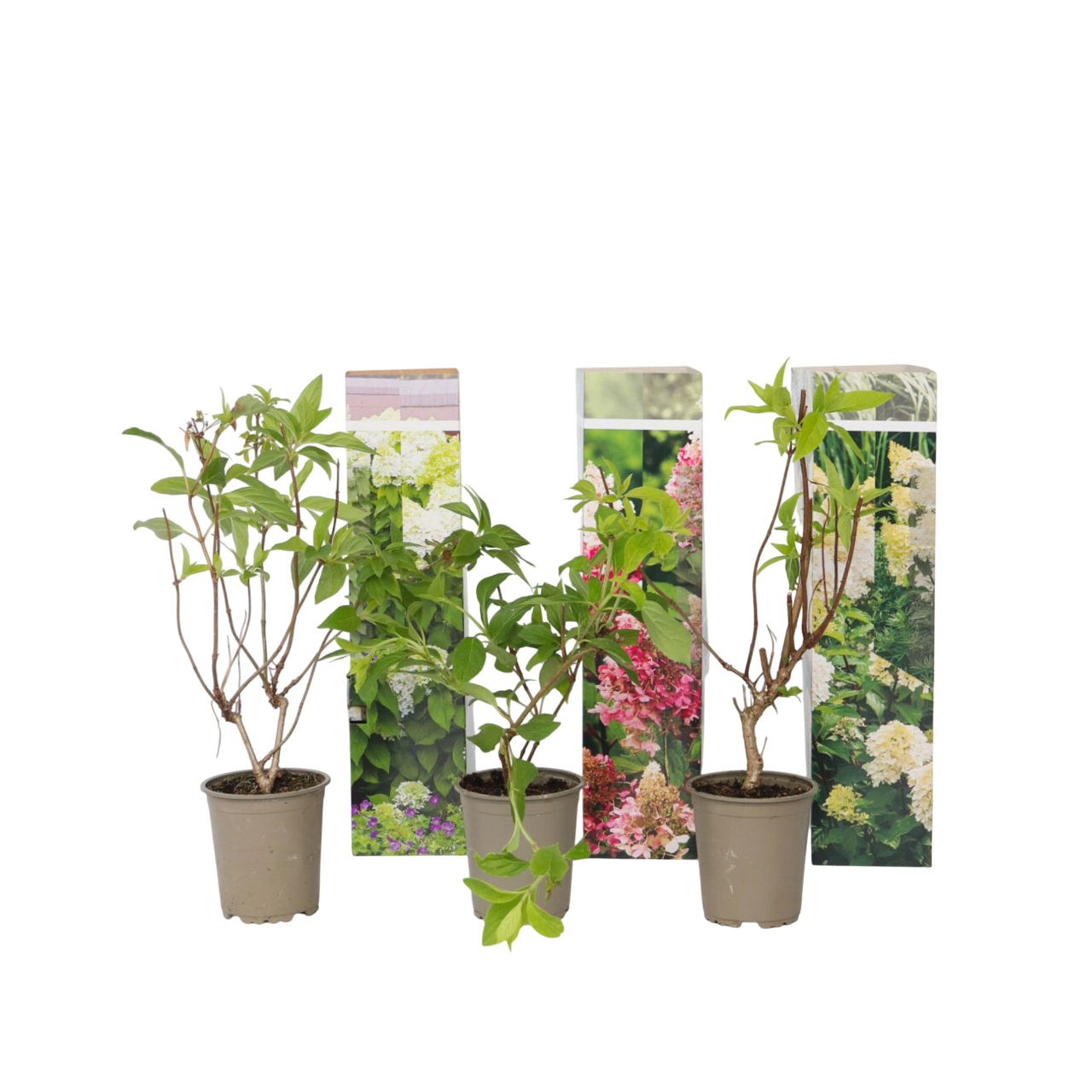 Hortensia - Sæt med 3 - Hortensia paniculata