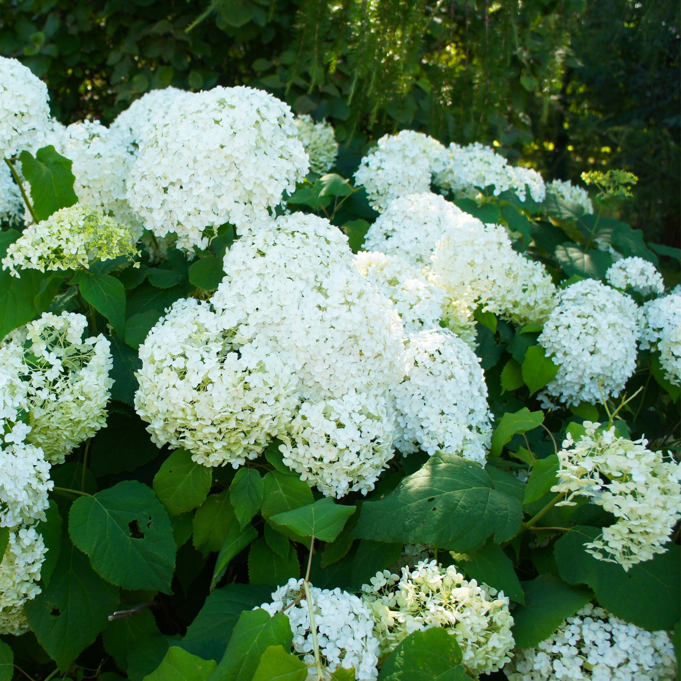 Hortensia - Sæt 3 - Hydrangea paniculata 'Silver Dollar'