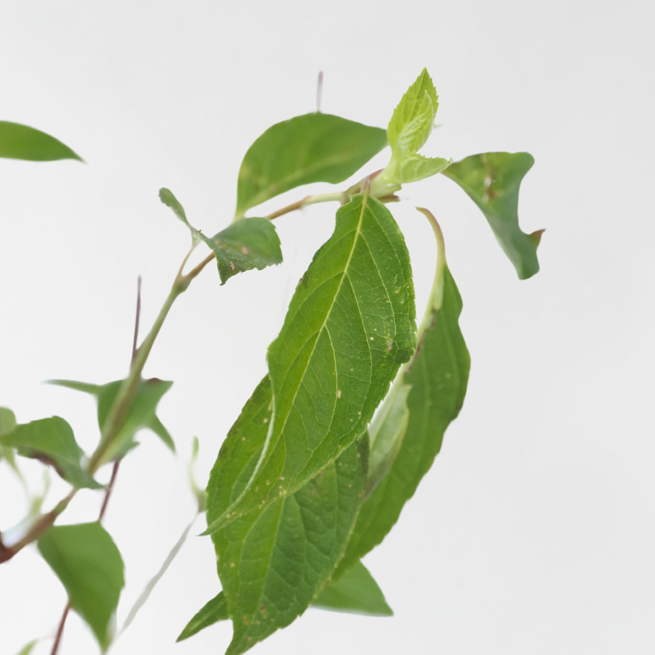 Hortensia - Sæt 3 - Hydrangea paniculata 'Silver Dollar'