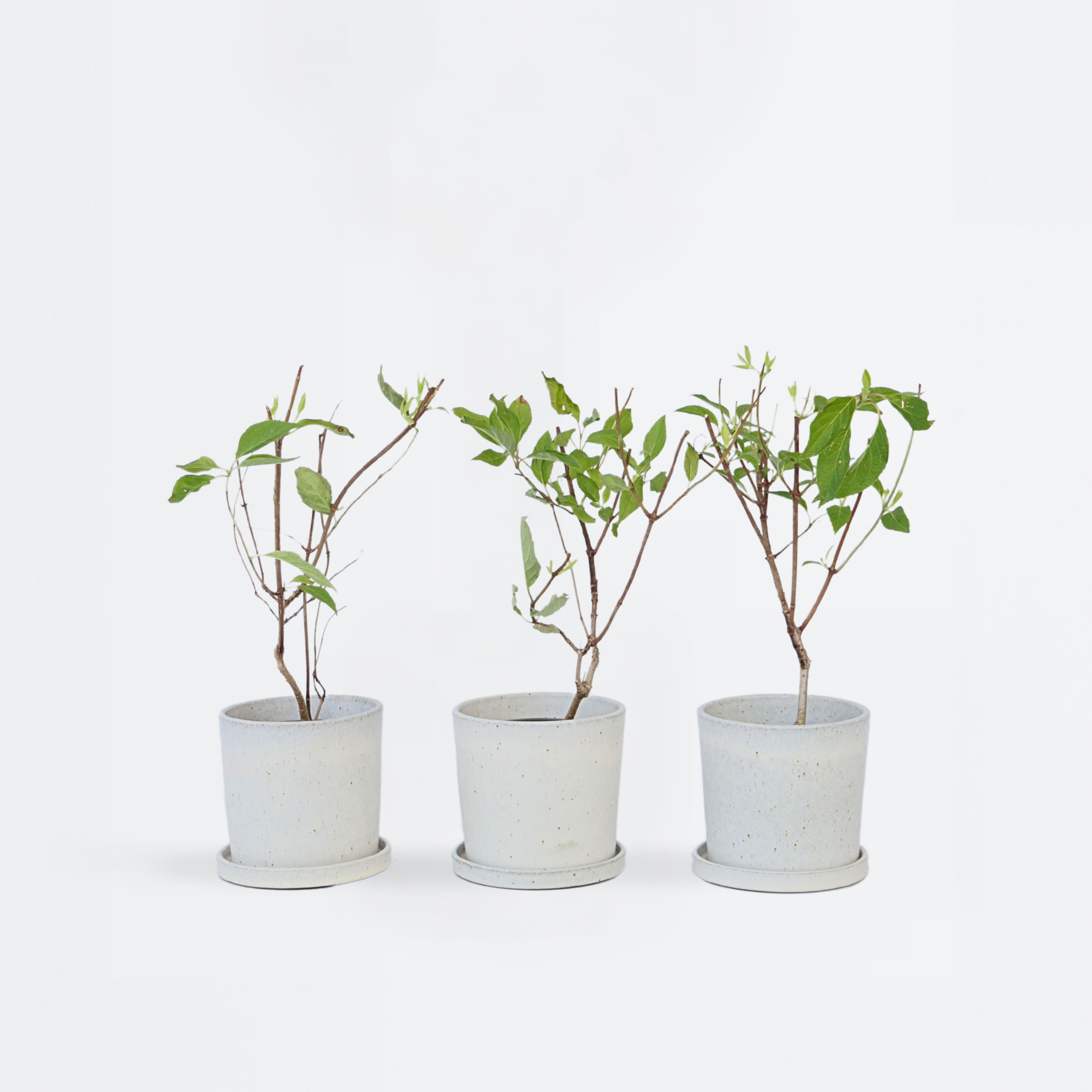 Hortensia - Sæt 3 - Hydrangea paniculata 'Silver Dollar'