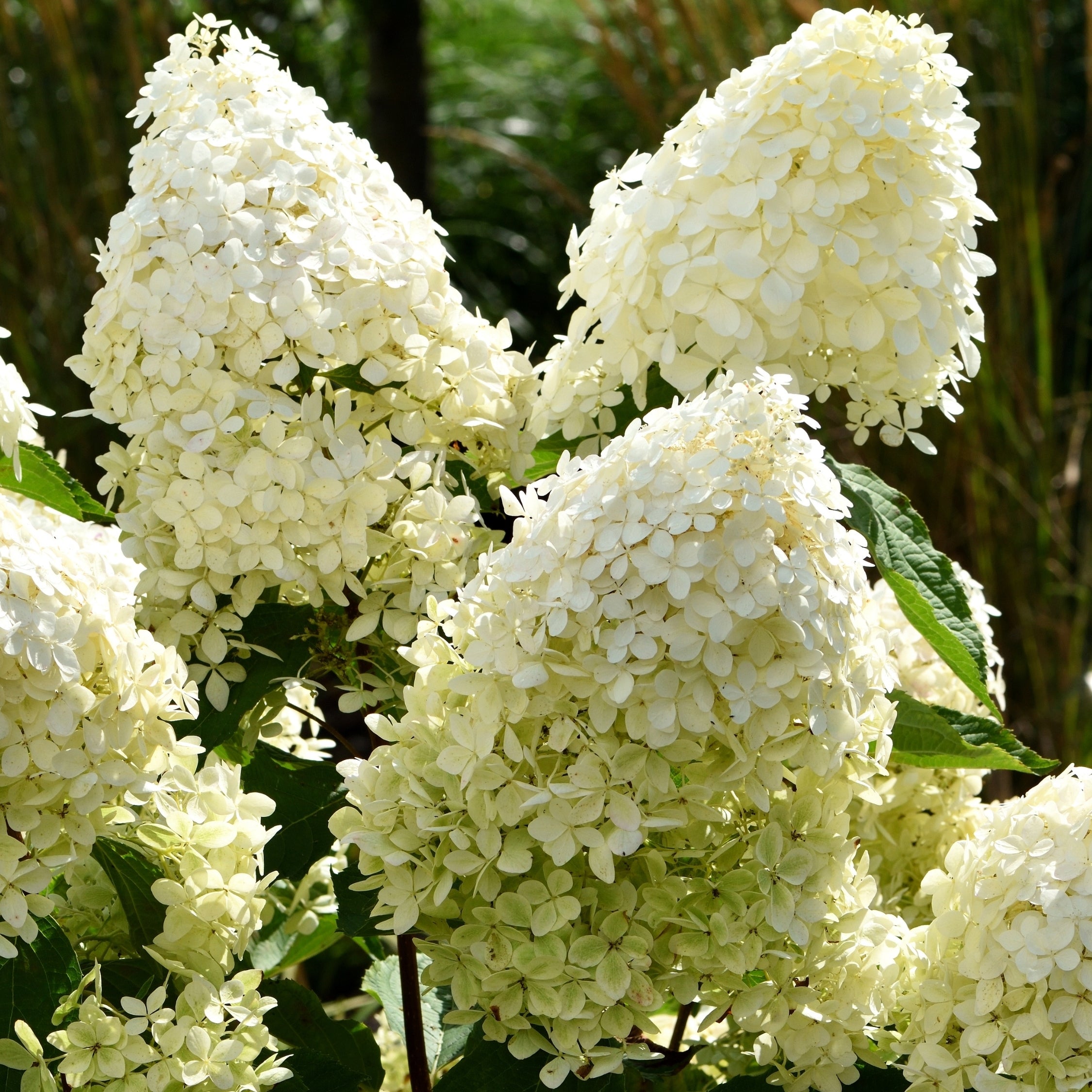 Hortensia - Sæt med 3 - Hydrangea paniculata 'Phantom'