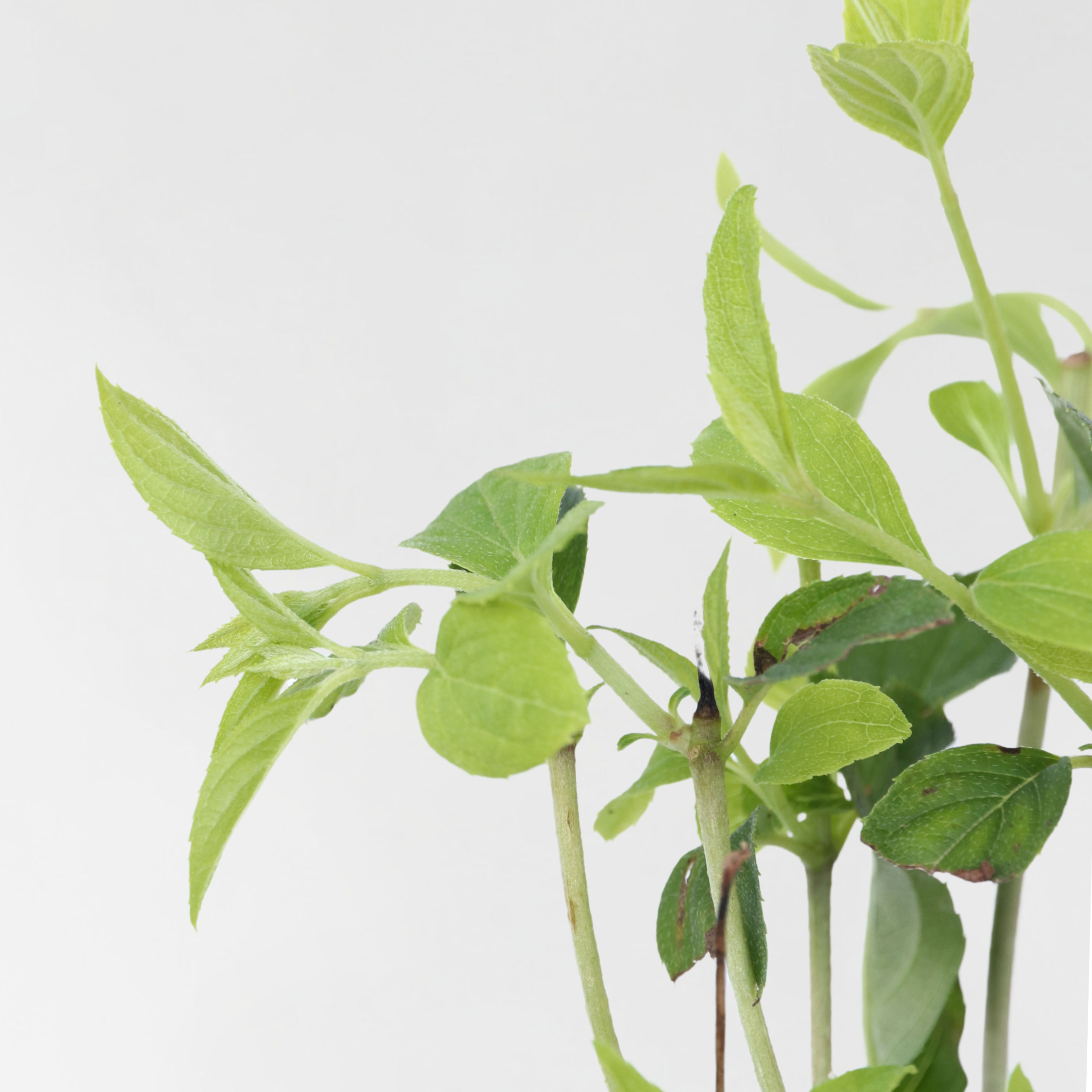 Hortensia - Sæt med 3 - Hydrangea paniculata 'Phantom'