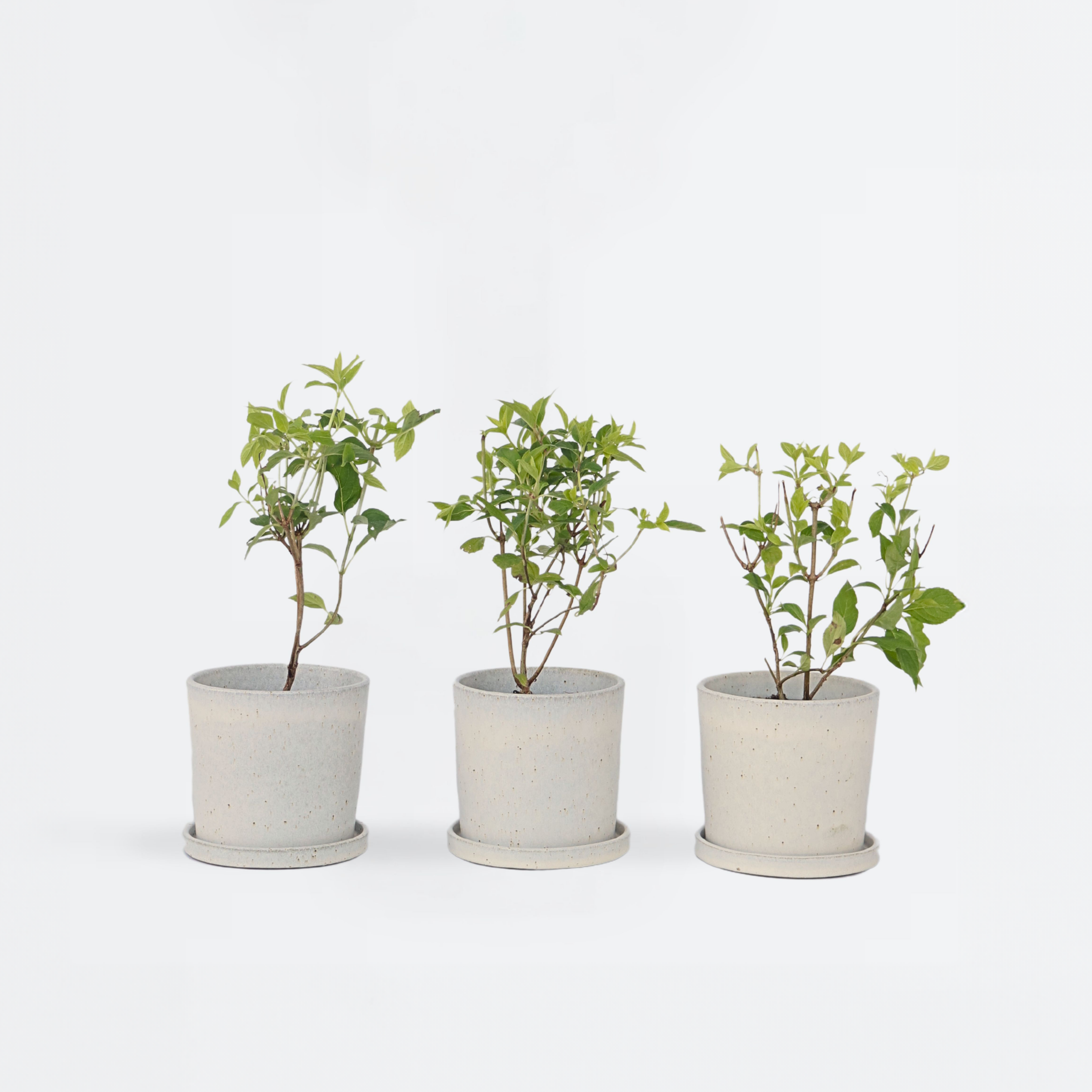 Hortensia - Sæt med 3 - Hydrangea paniculata 'Phantom'