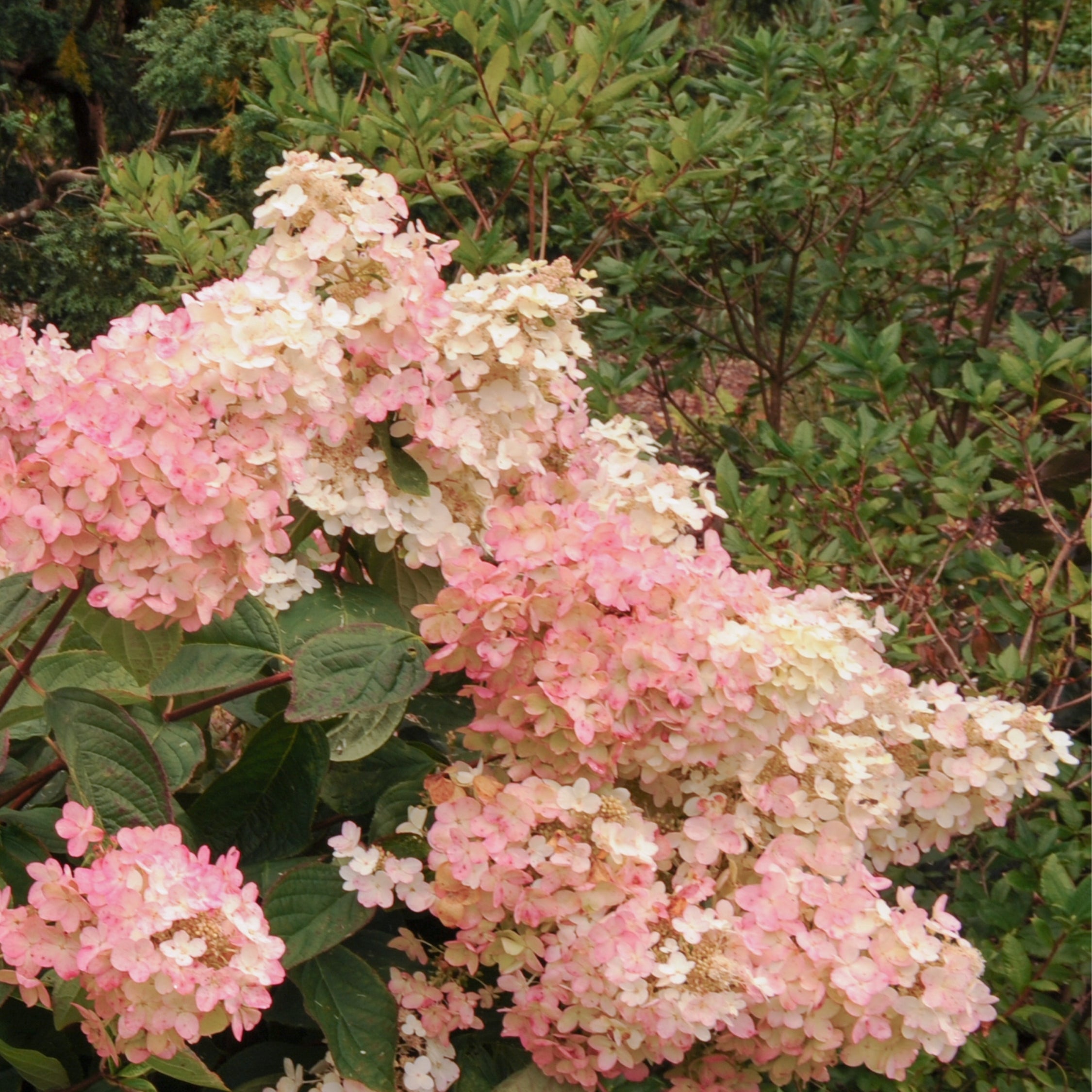 Hortensia - Sæt med 3 - Hydrangea paniculata 'Pink Lady'