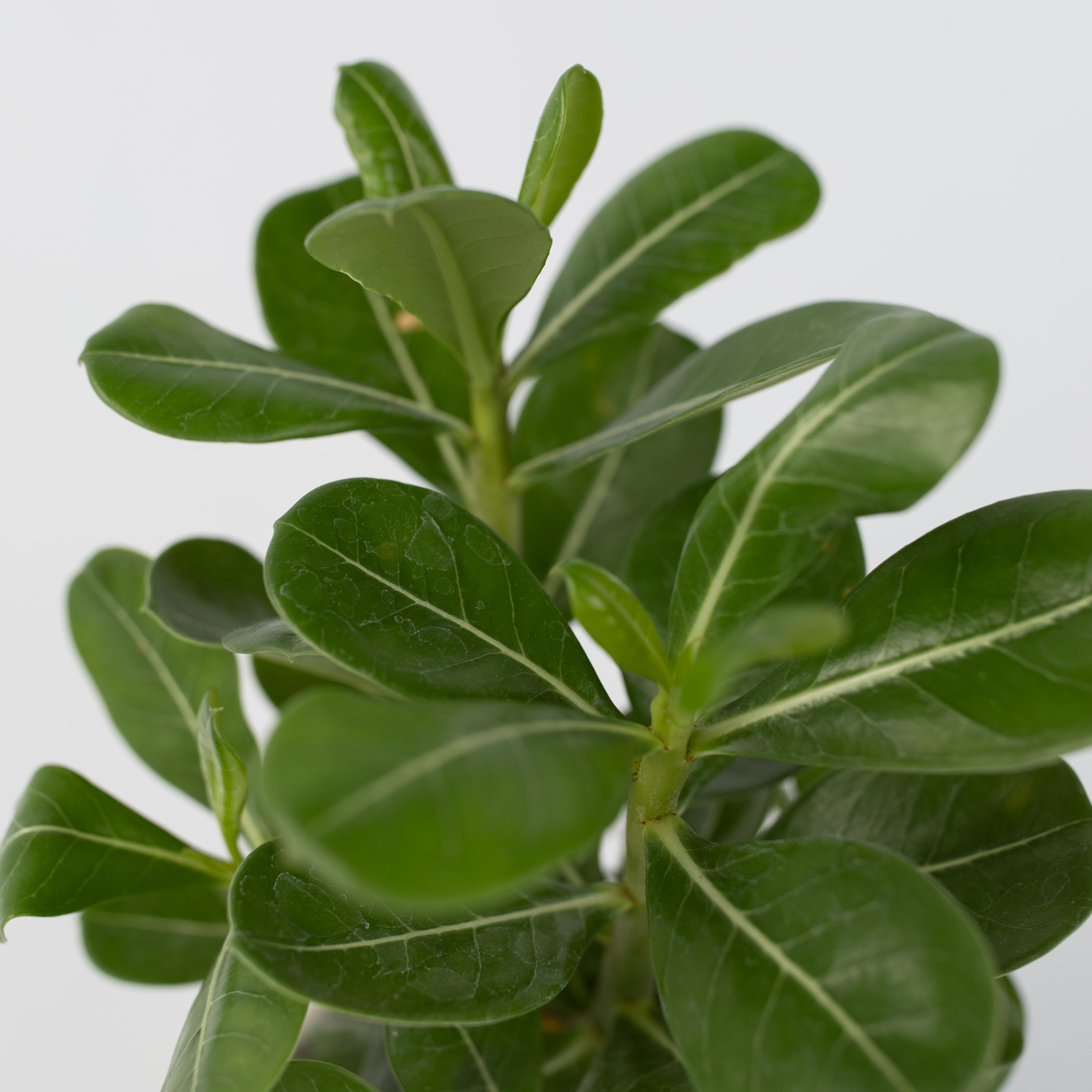 Ørkenrose - Sæt med 2 - Adenium obesum