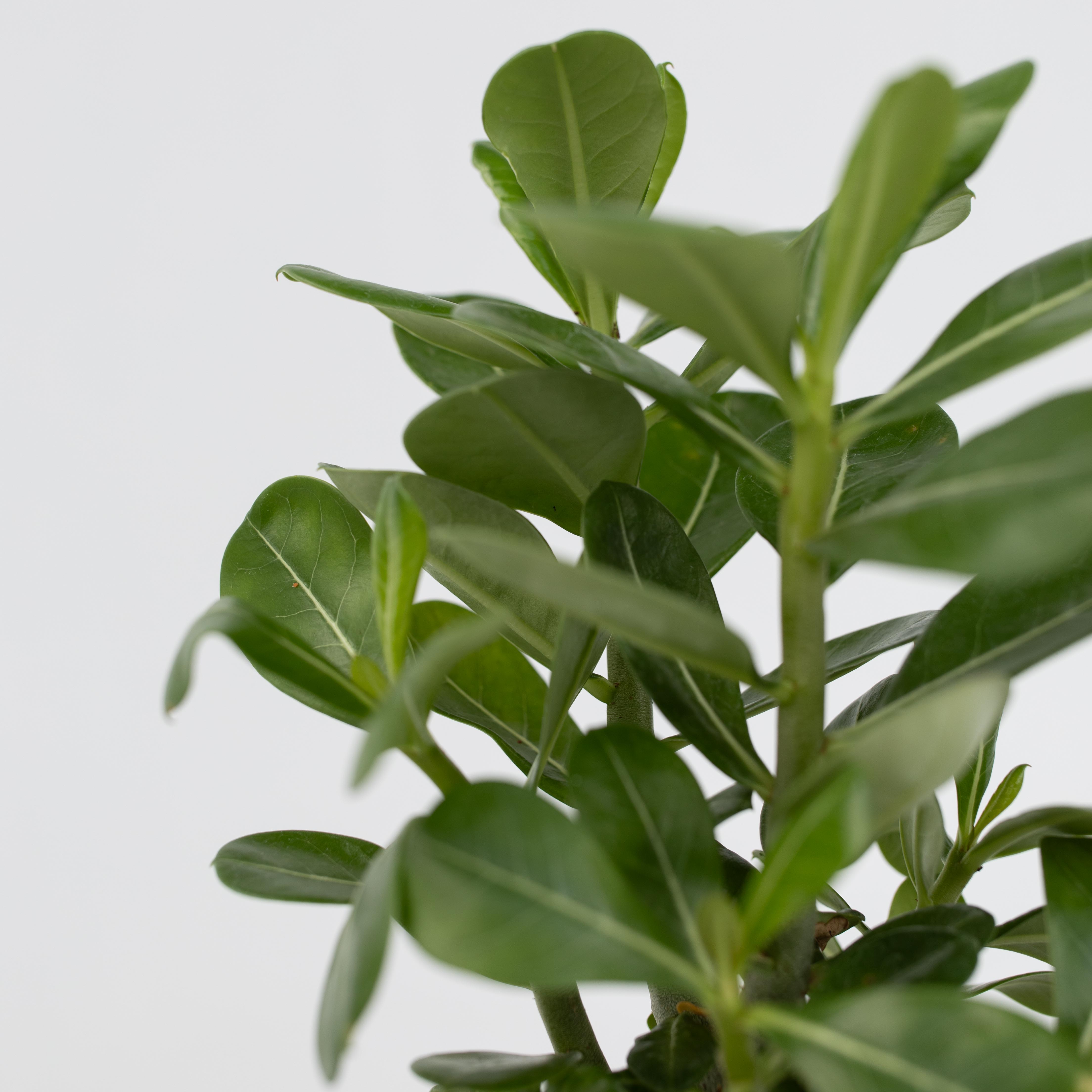 Ørkenrose - Sæt med 2 - Adenium obesum