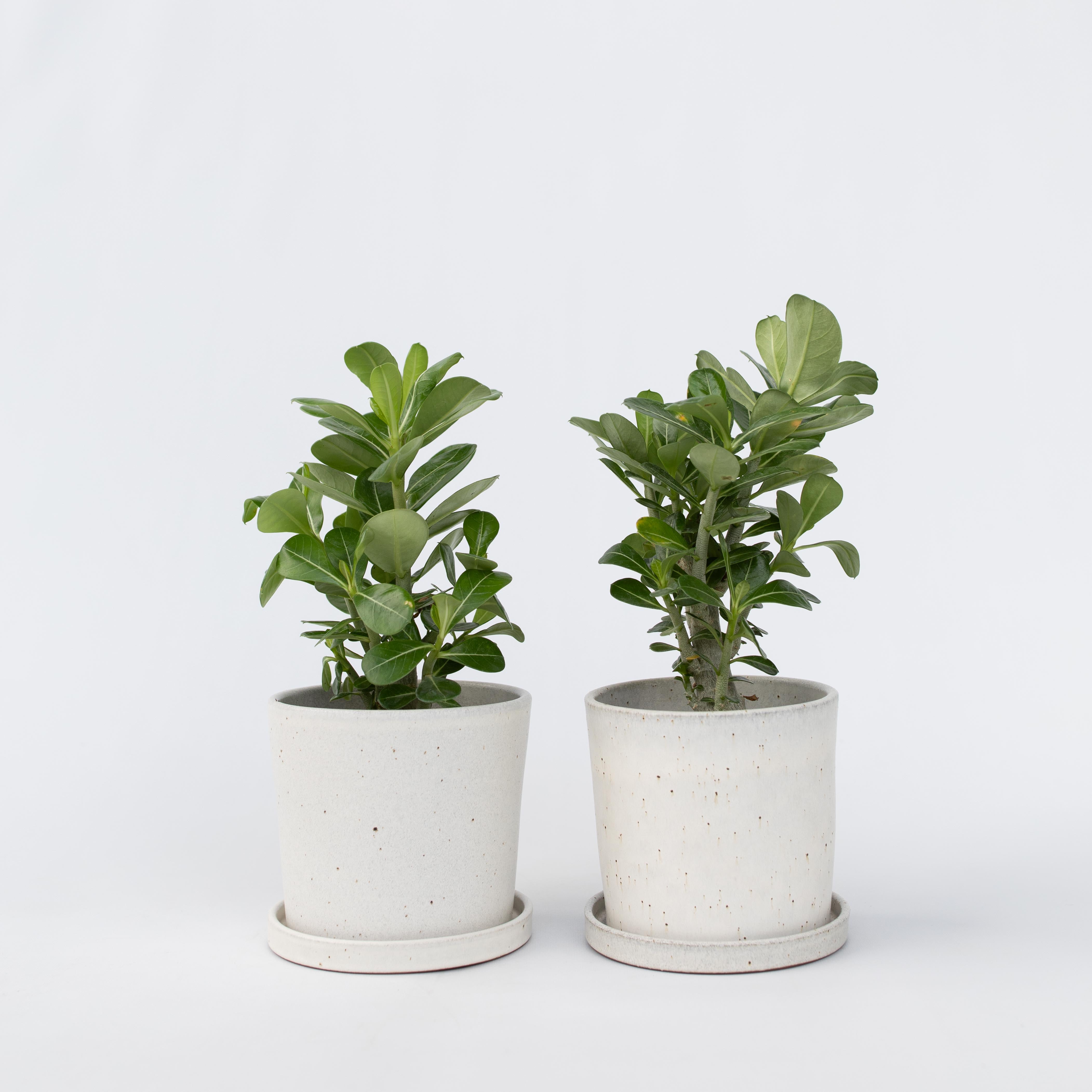 Ørkenrose - Sæt med 2 - Adenium obesum