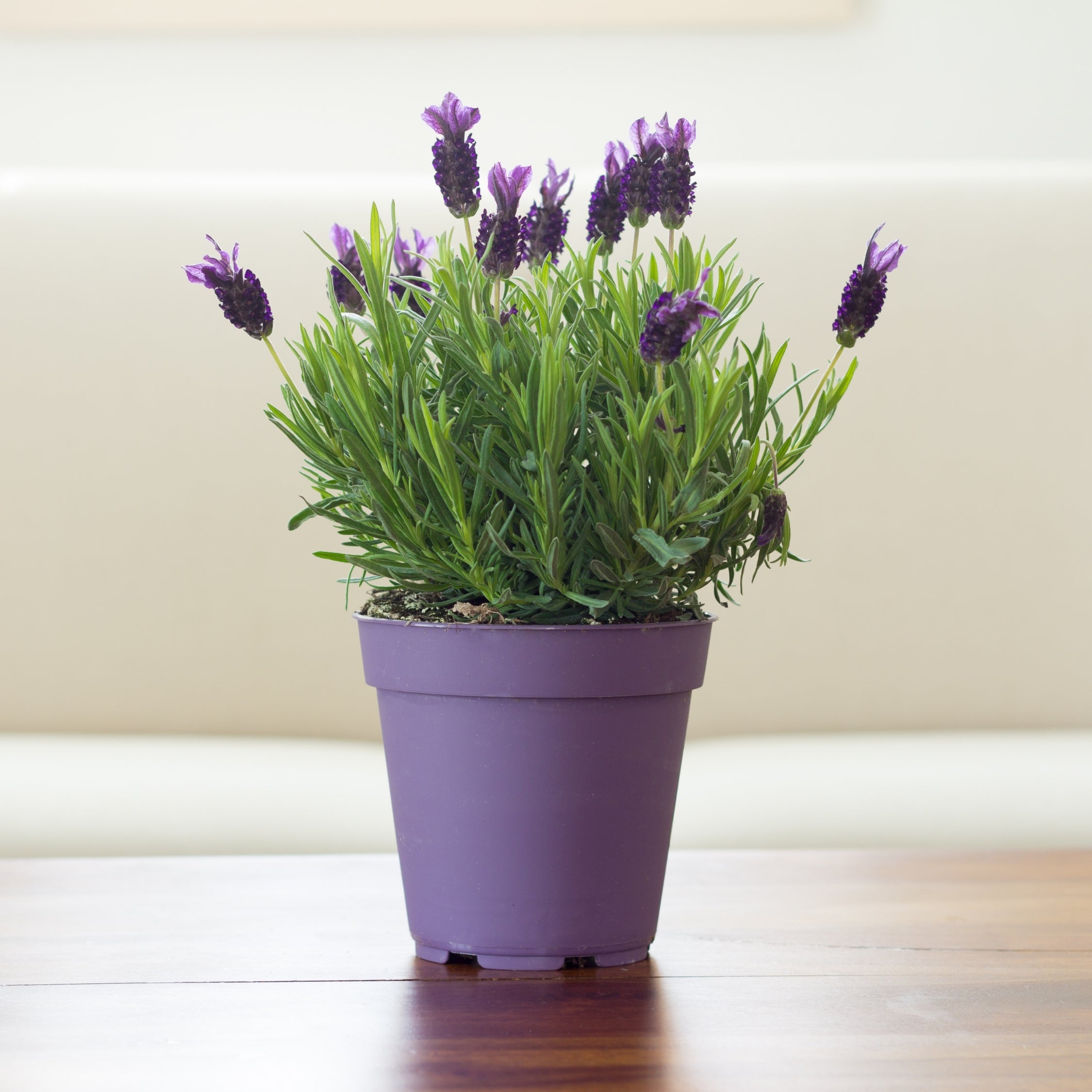 Lavendel - Sæt med 6 - Lavandula angustifolia