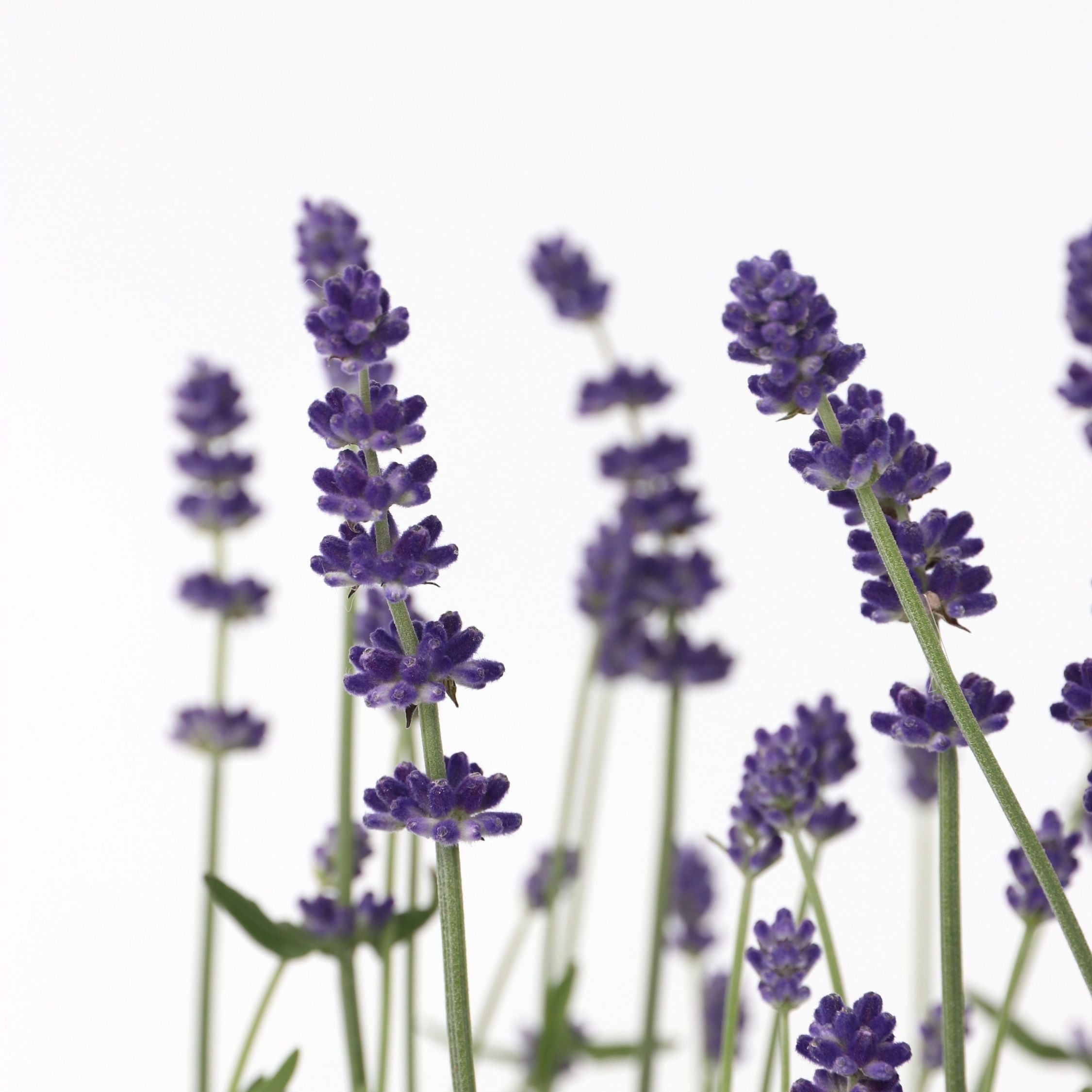 Lavendel - Sæt med 6 - Lavandula angustifolia