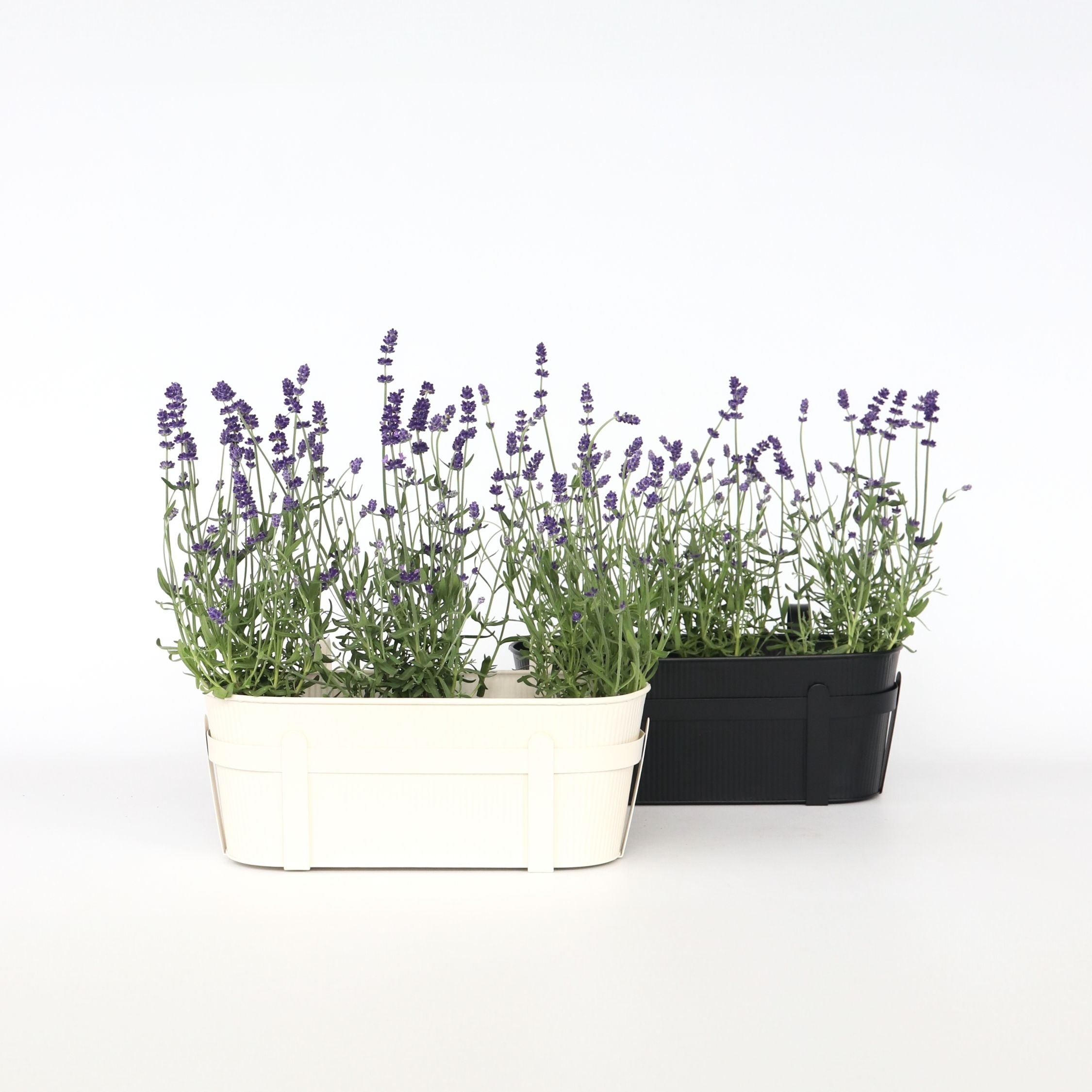 Lavendel - Sæt med 6 - Lavandula angustifolia