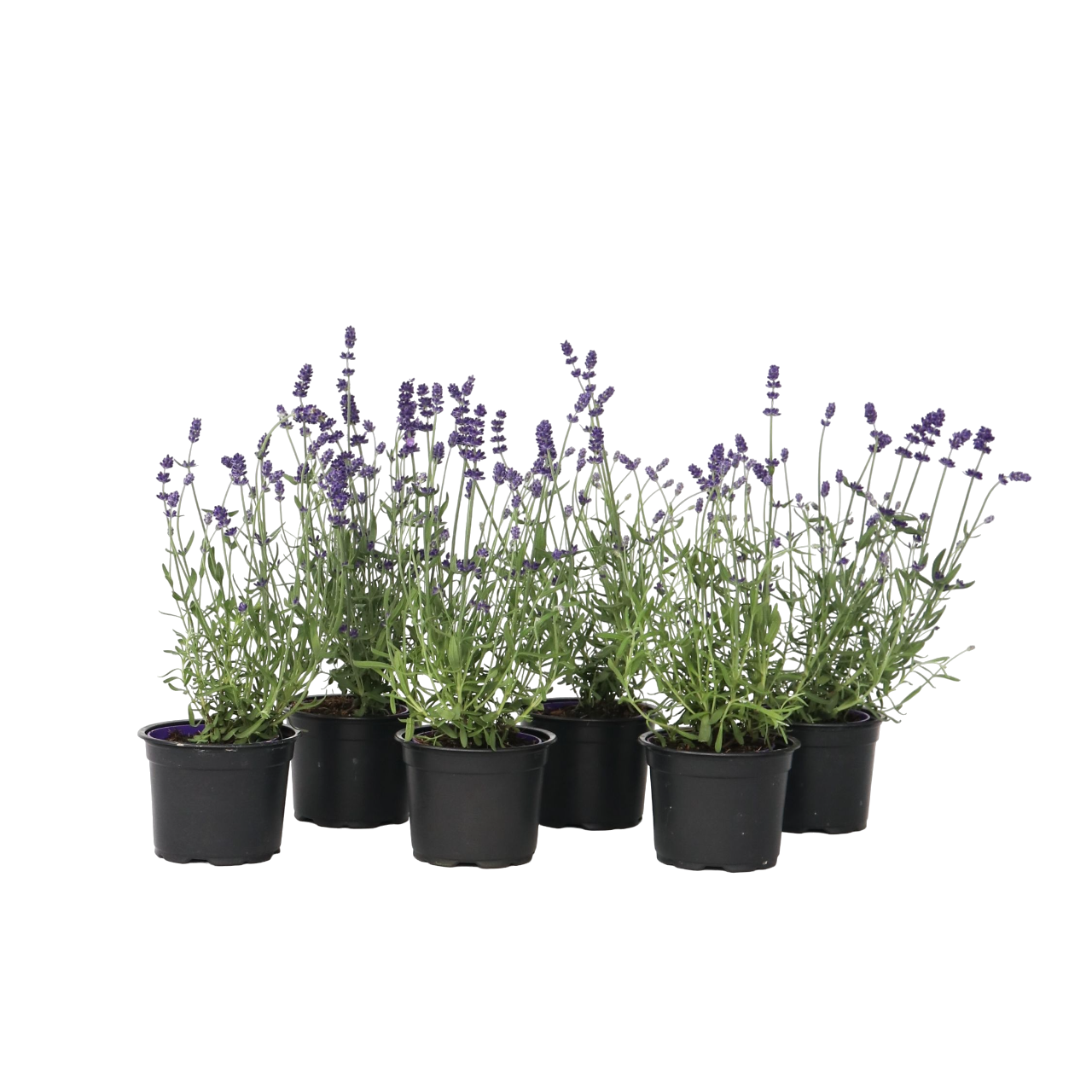 Lavendel - Sæt med 6 - Lavandula angustifolia